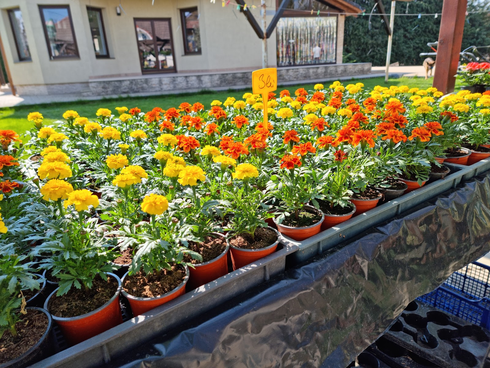 Florăria Puskás