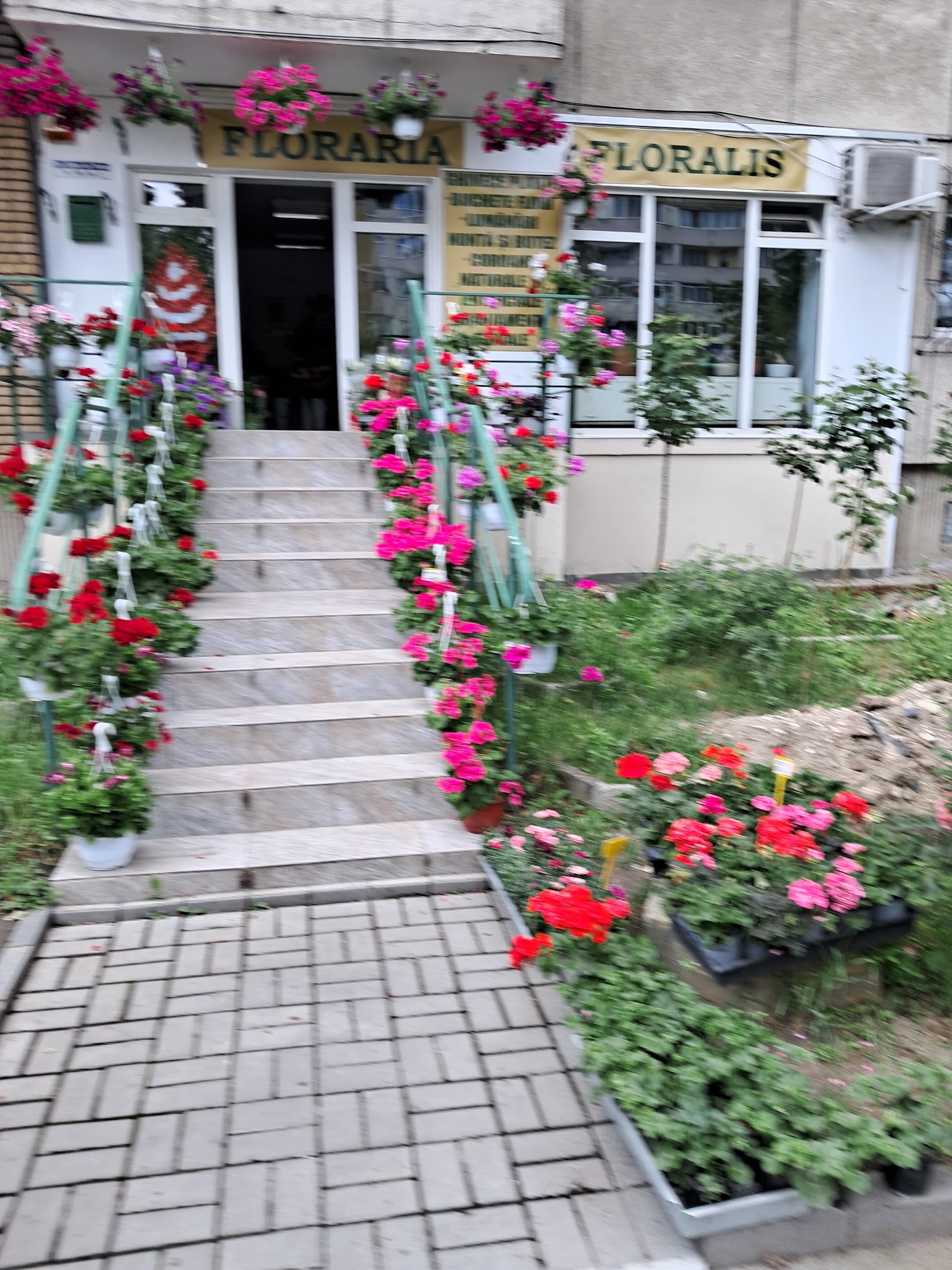 Floraria Floralis
