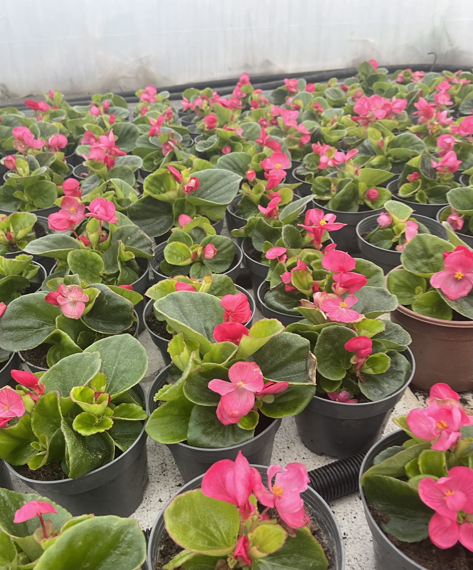 Paradisul Floral