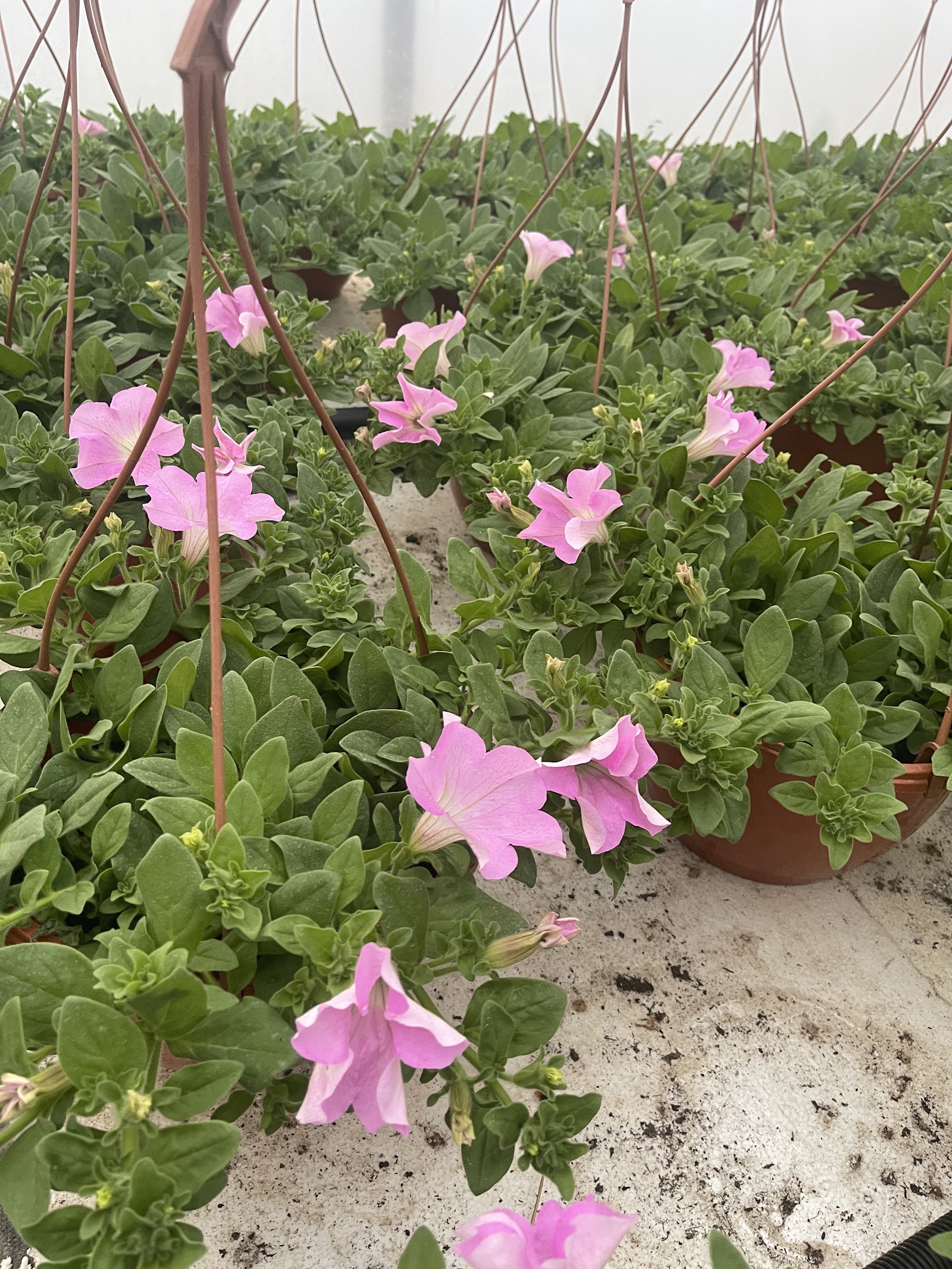 Paradisul Floral