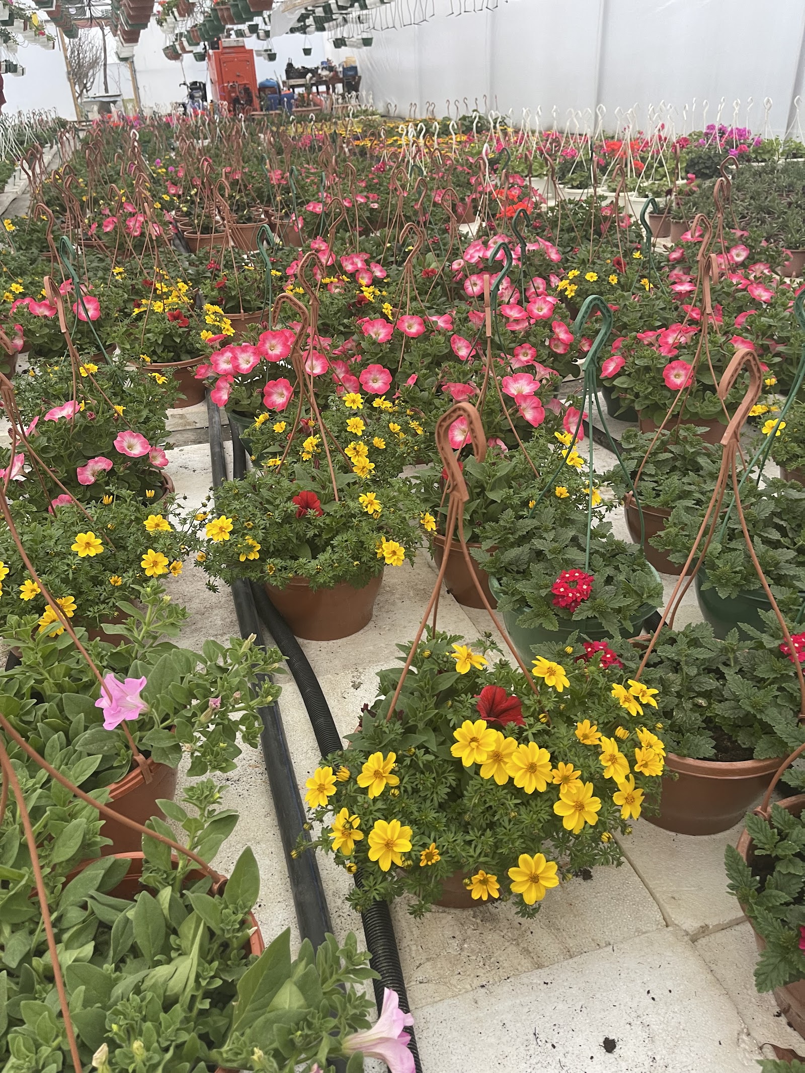 Paradisul Floral