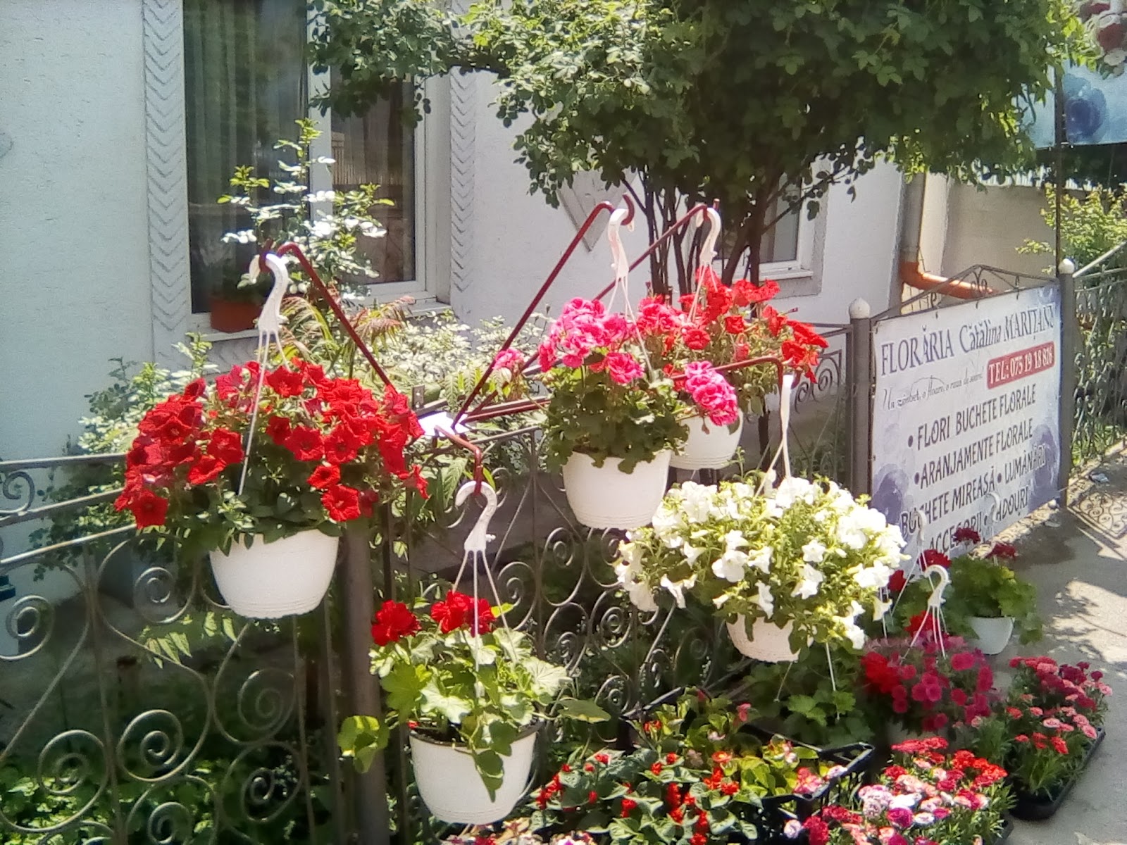 Floraria Catalina Maritanu