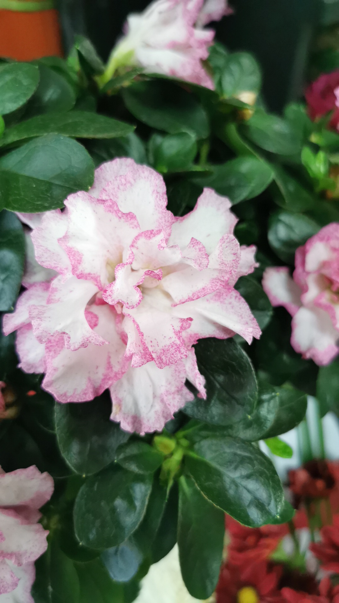 Floraria Catalina Maritanu