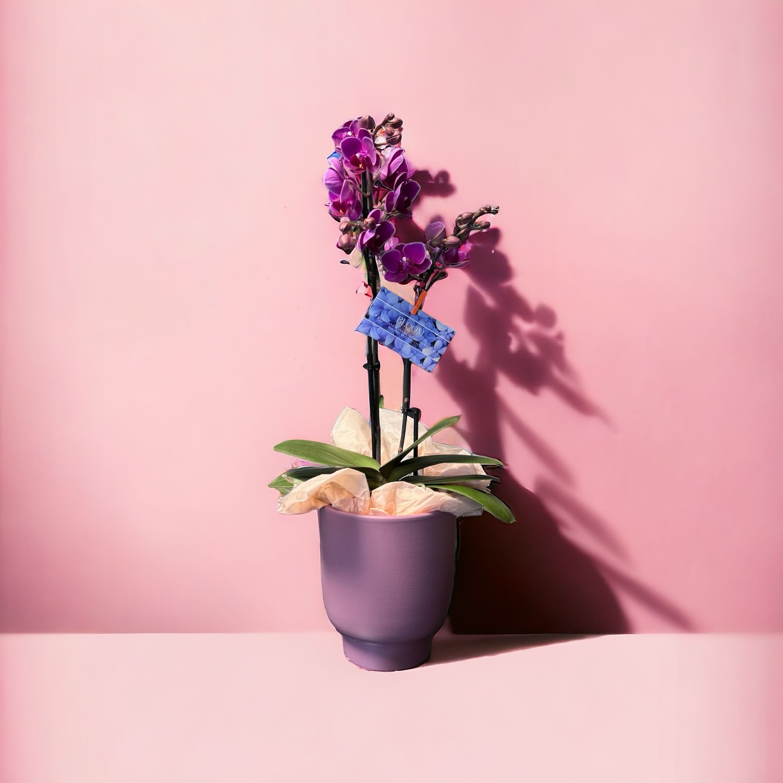 Bloom