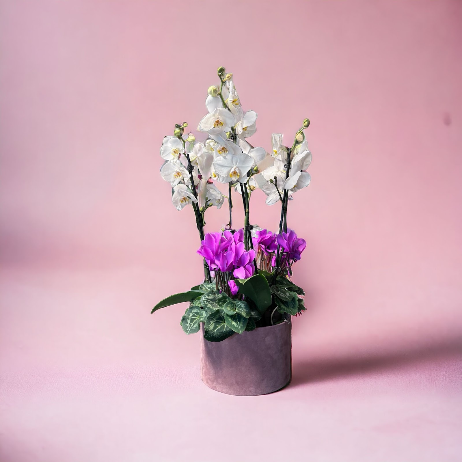 Bloom
