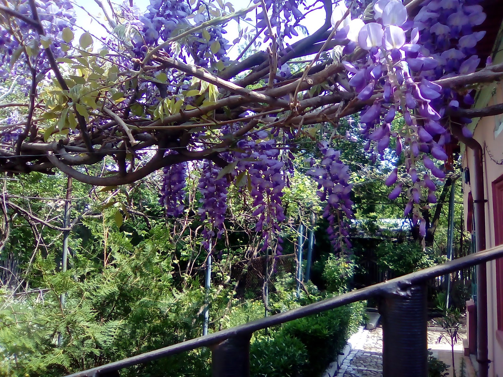 Happy Flowers