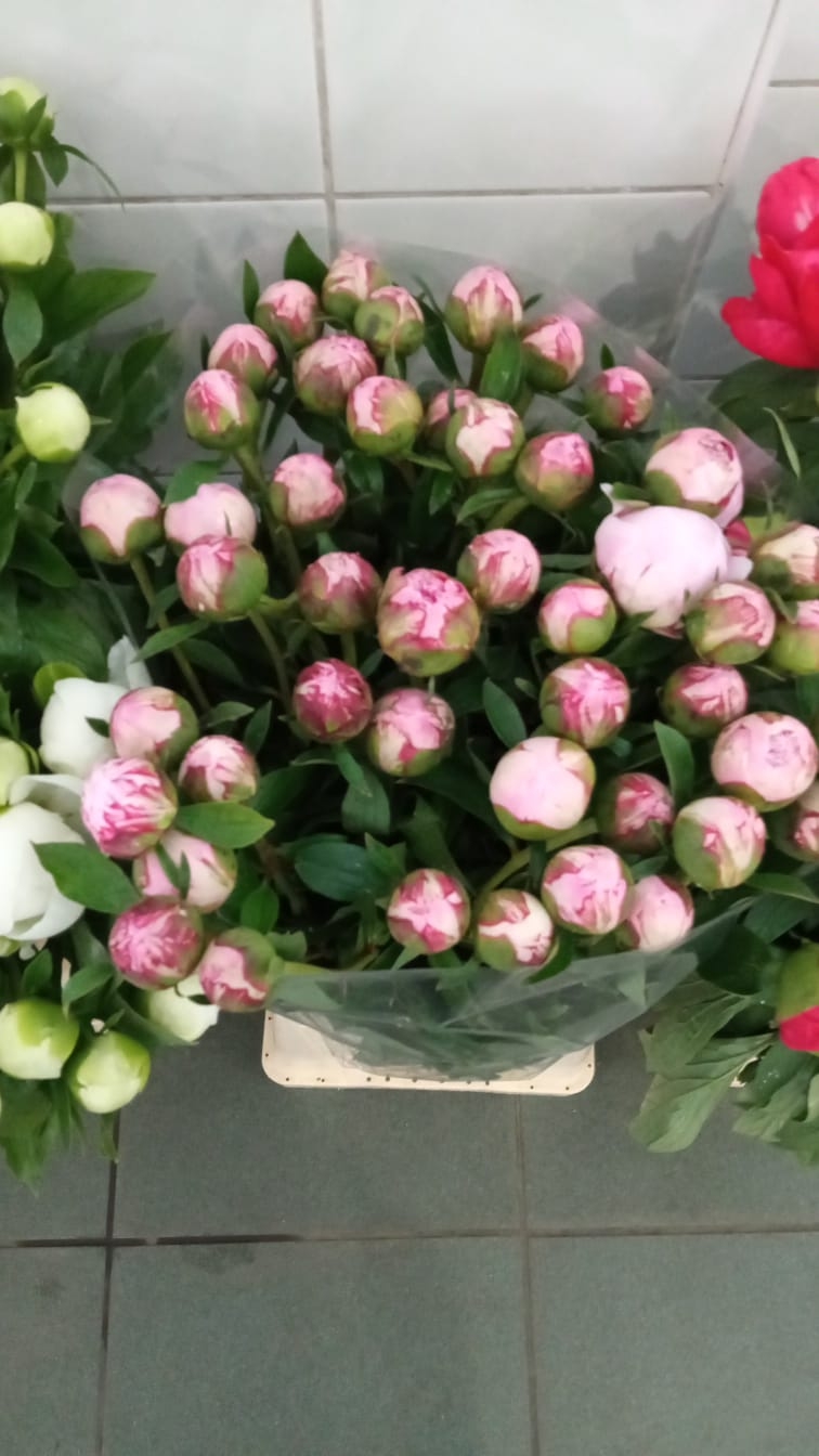 Floraria David
