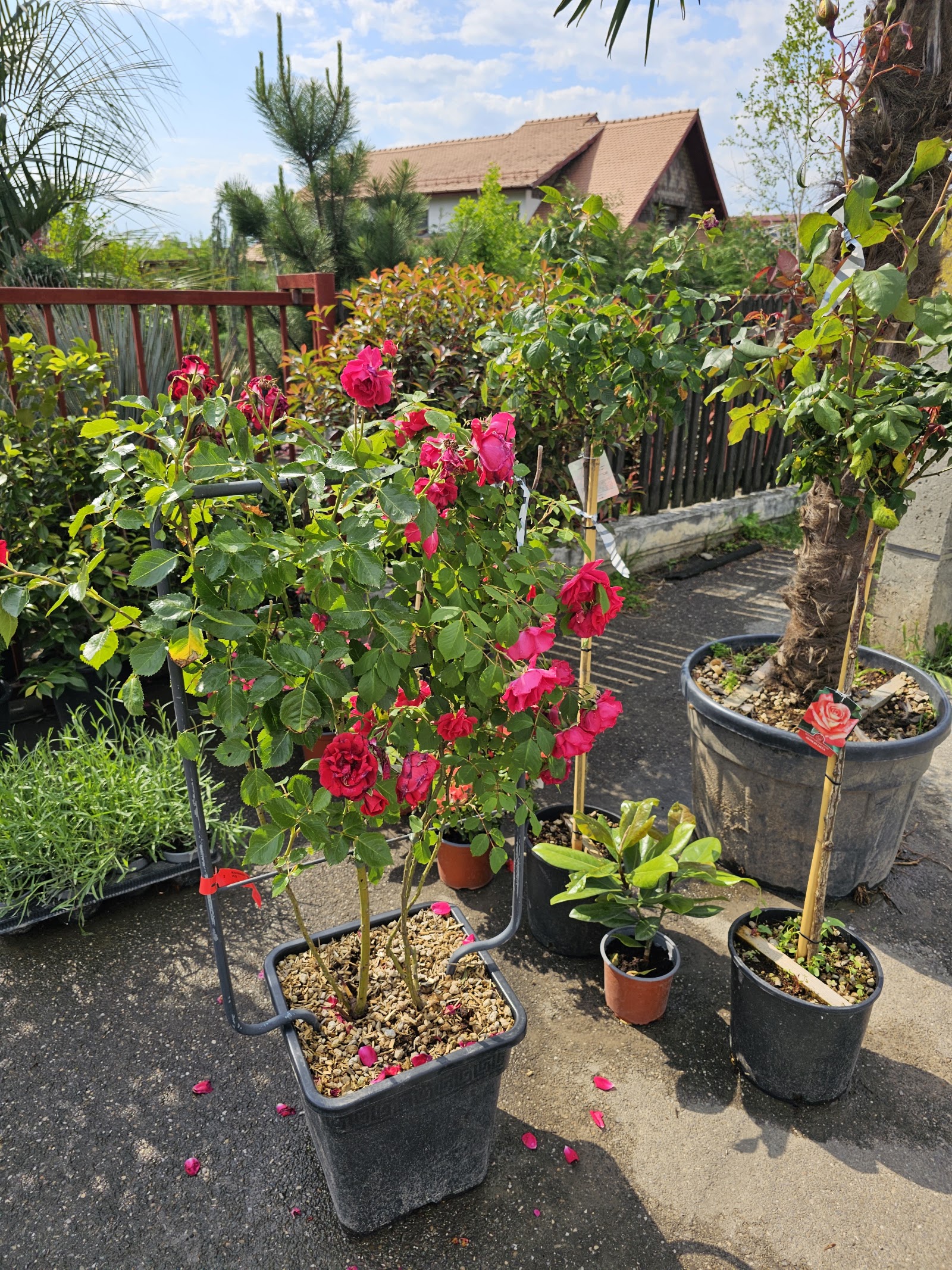 Lory garden