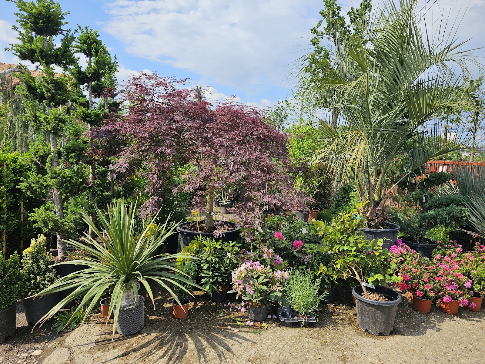 Lory garden