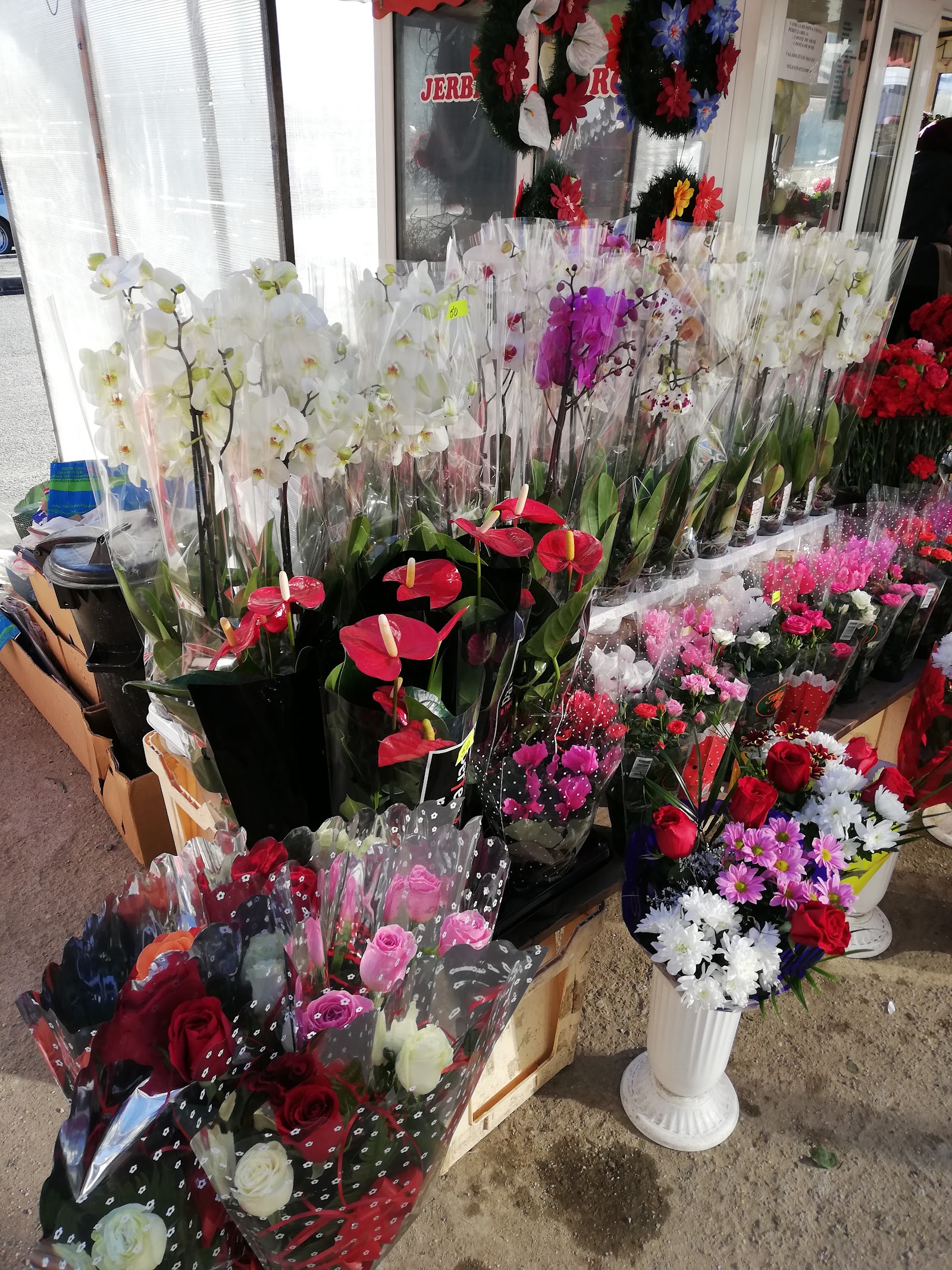 FLORARIA KOLY