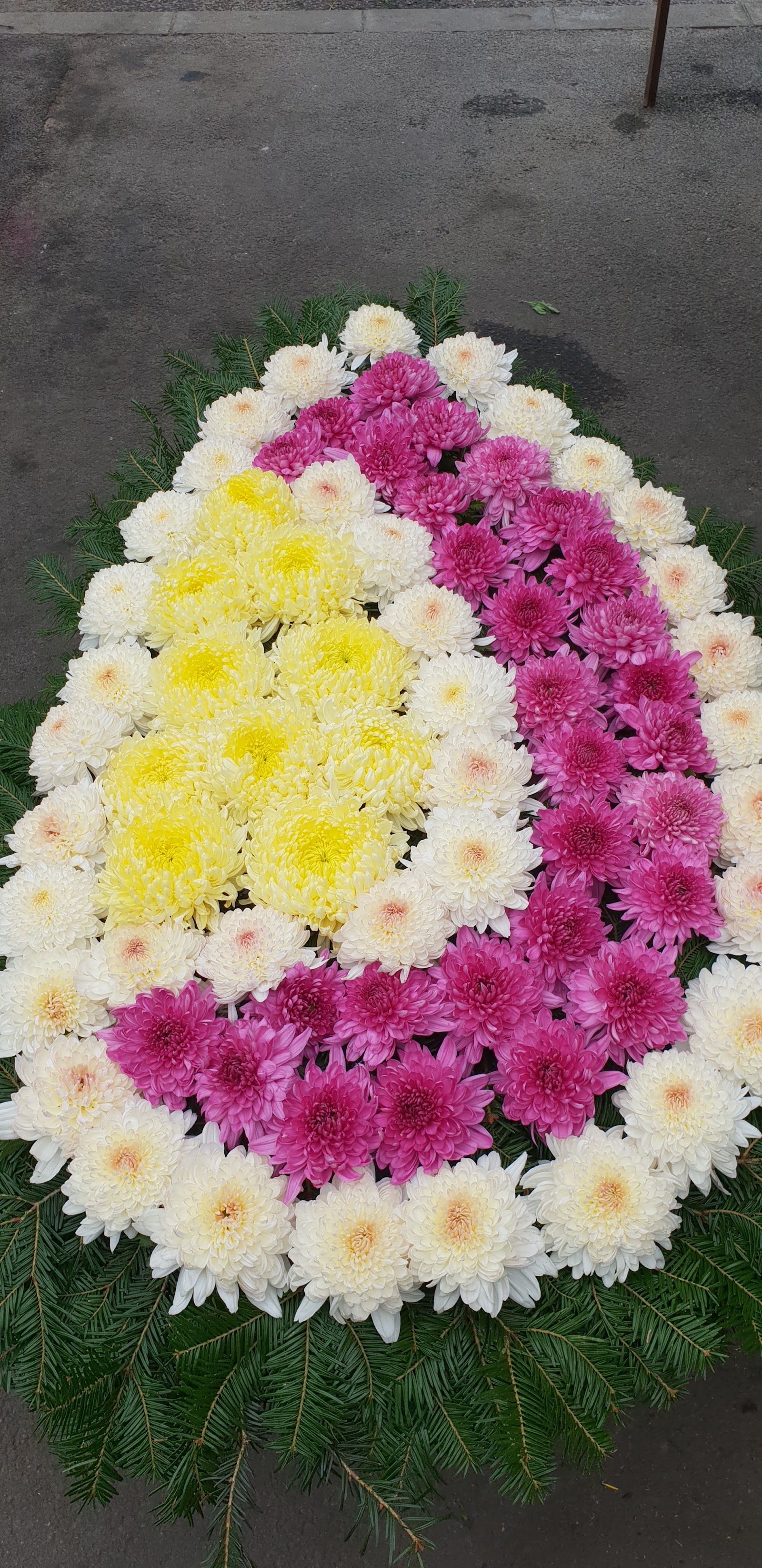 FLORARIA KOLY
