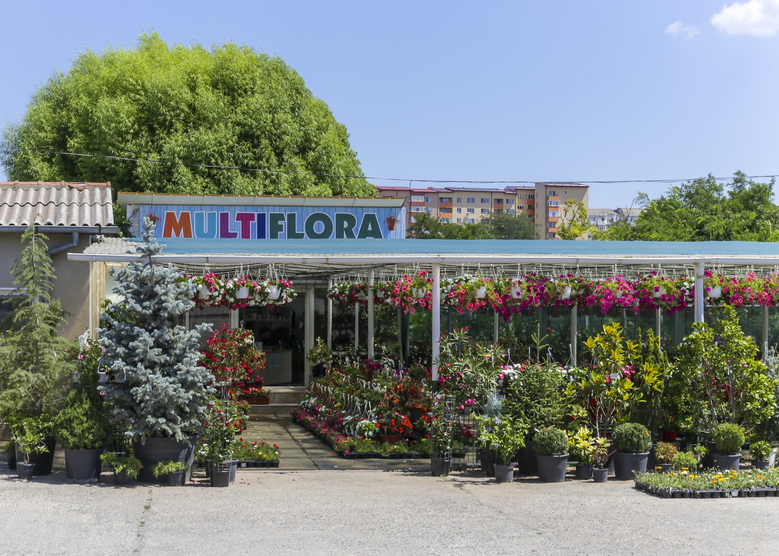 Multiflora