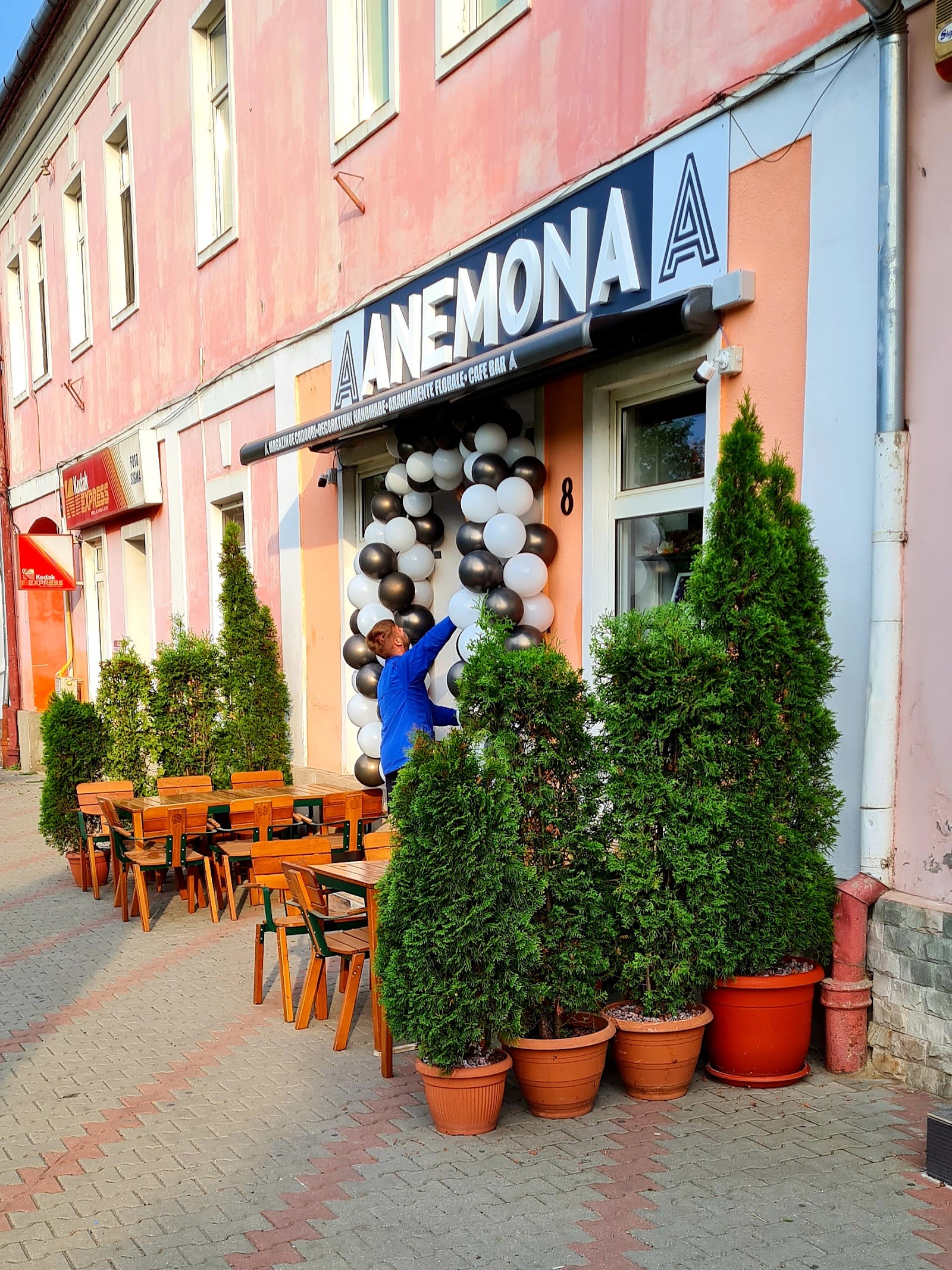 ANEMONA