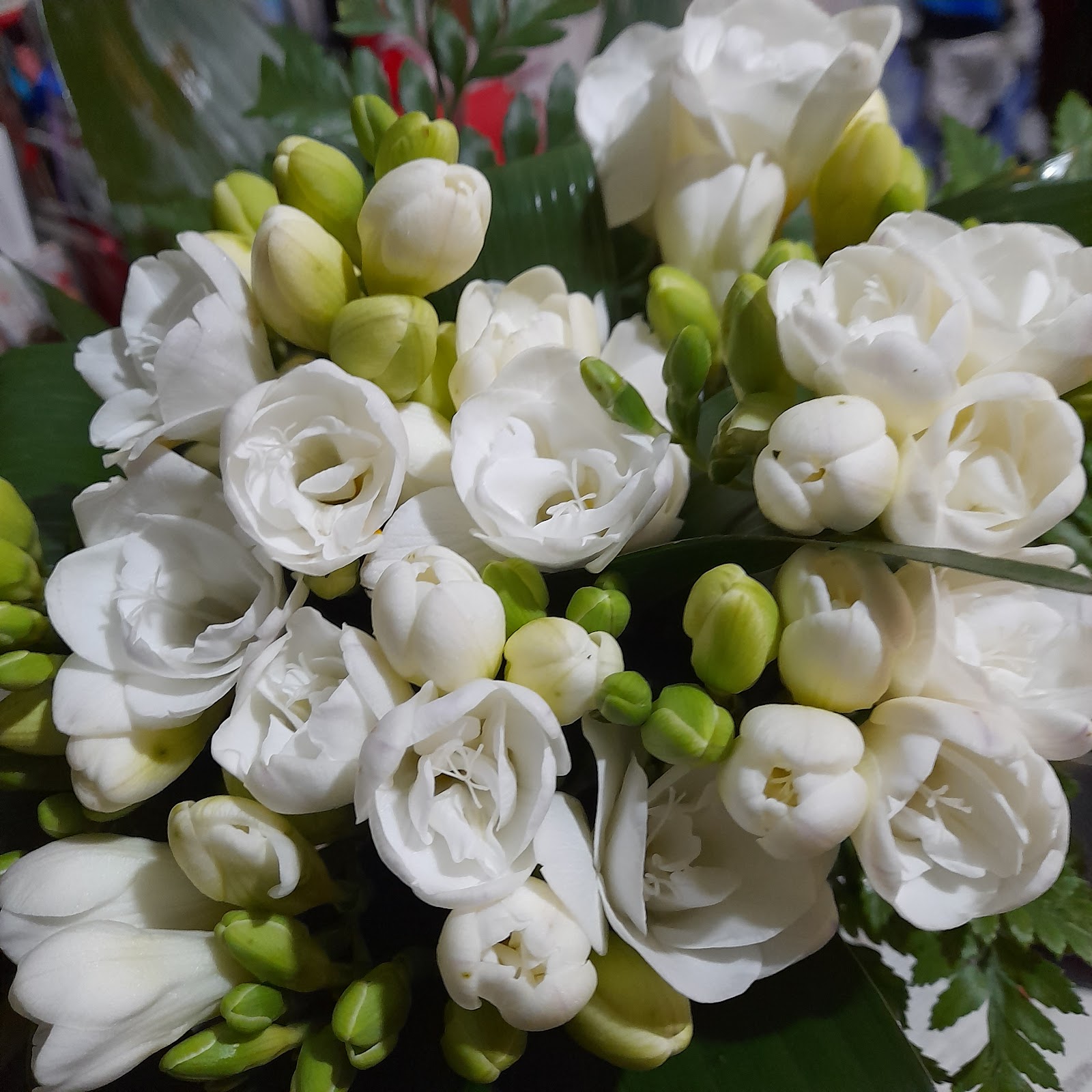 Floraria Elegance