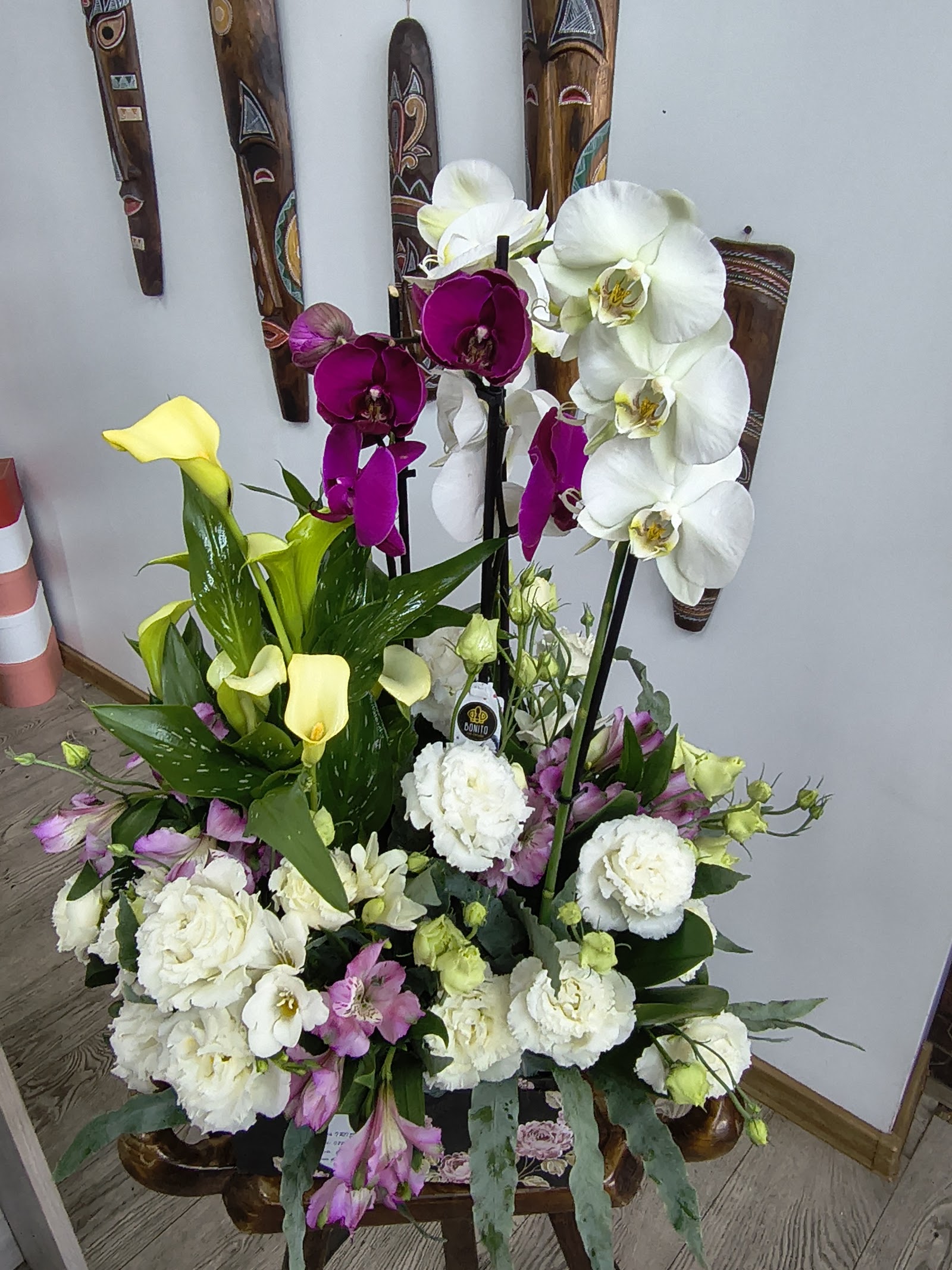 Iris Florarie