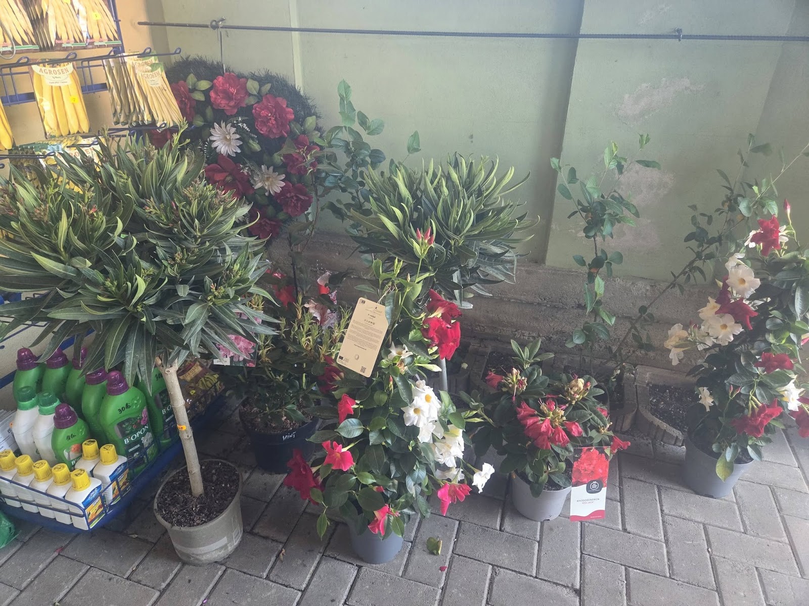 Flori Vințu de Jos (PATRI FLOR KISS)