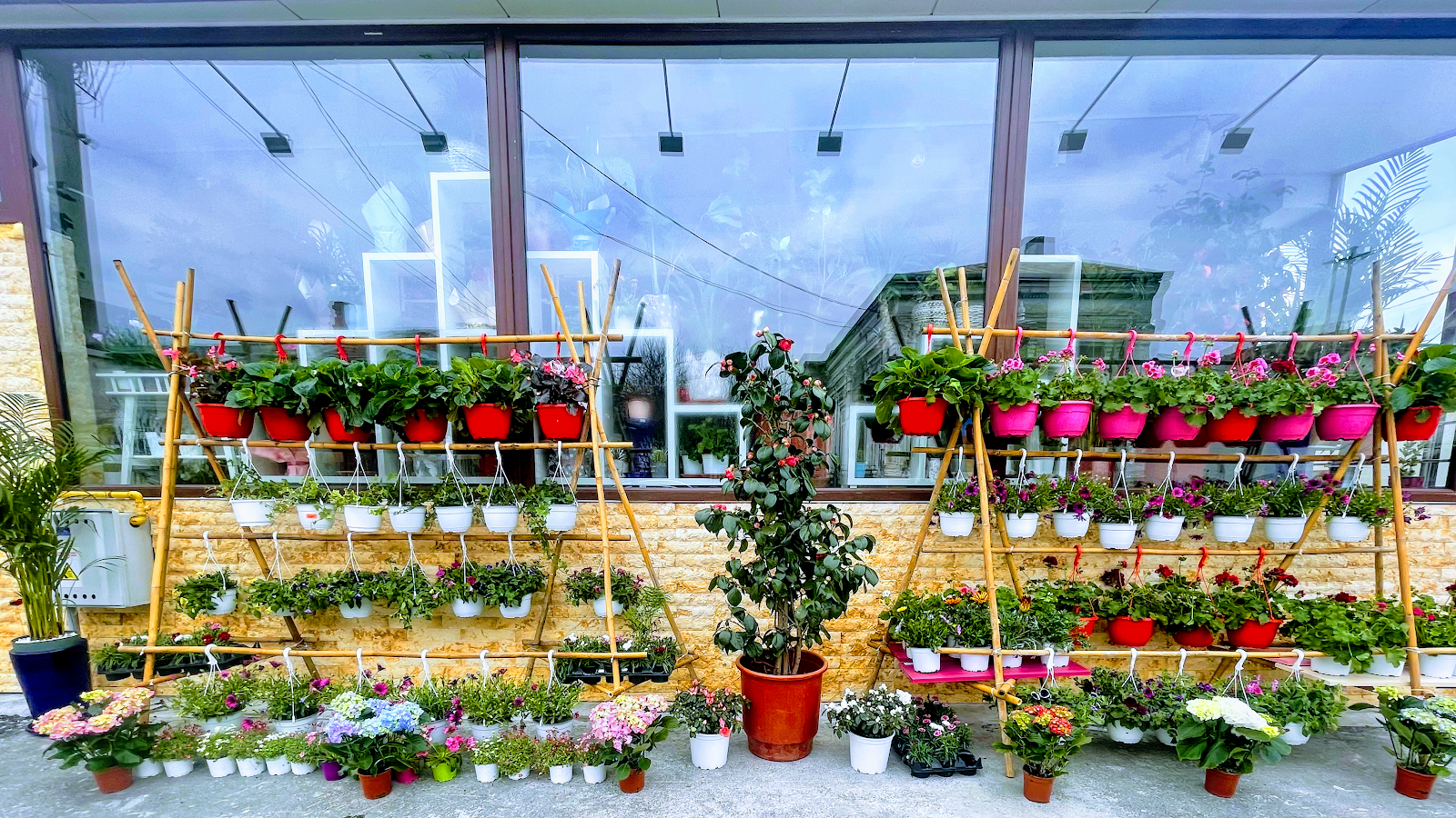 Antonia's Flower Paradise