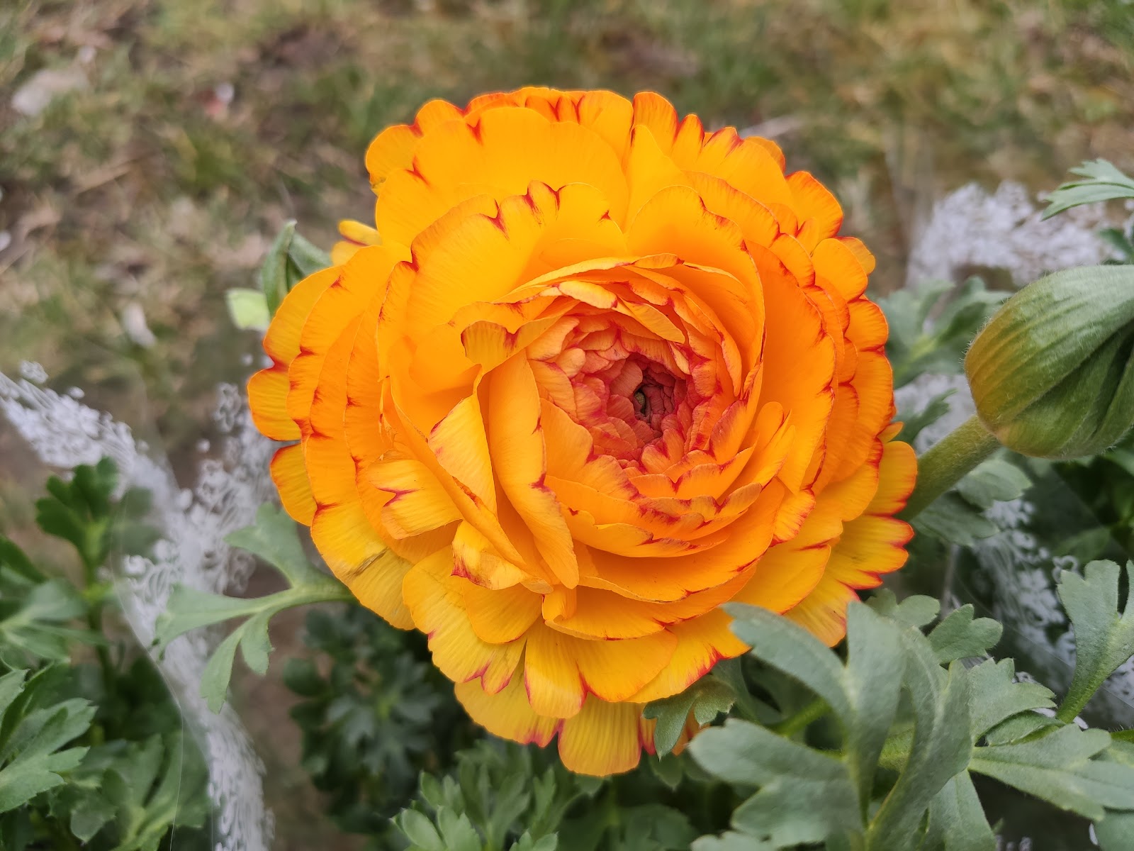 Floraria Anotimp