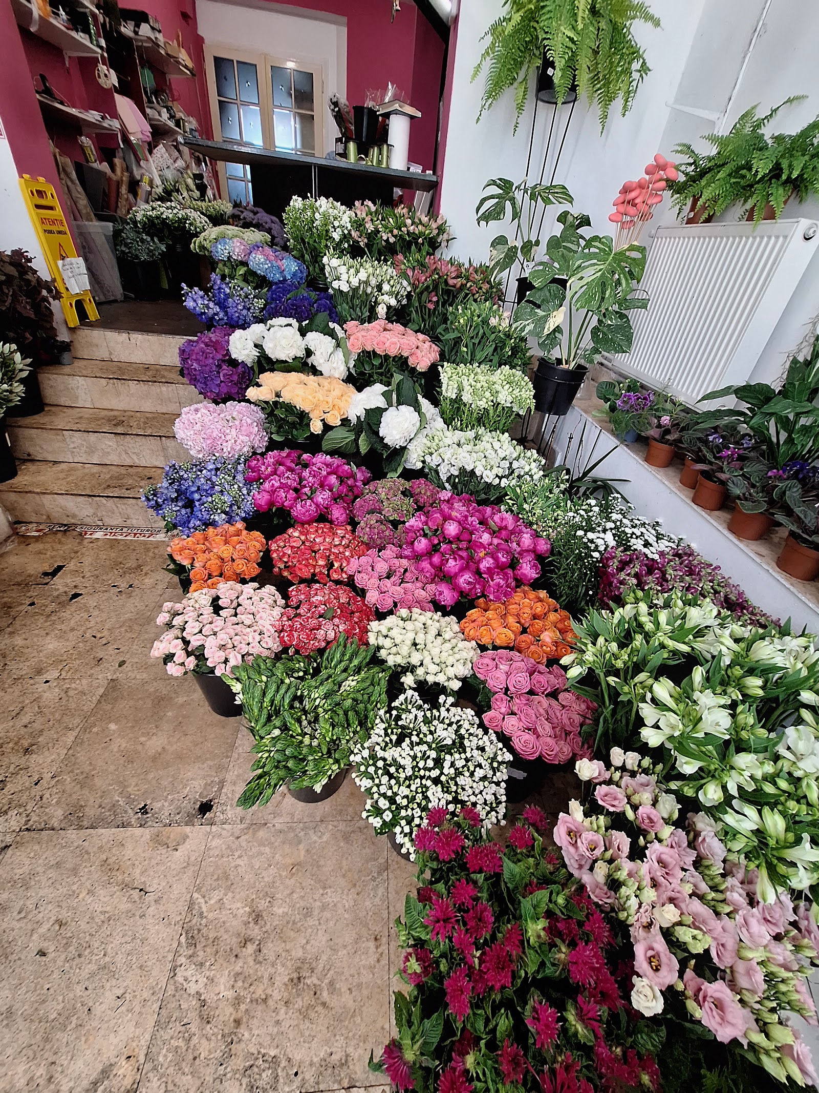 Florăria Dorothy's