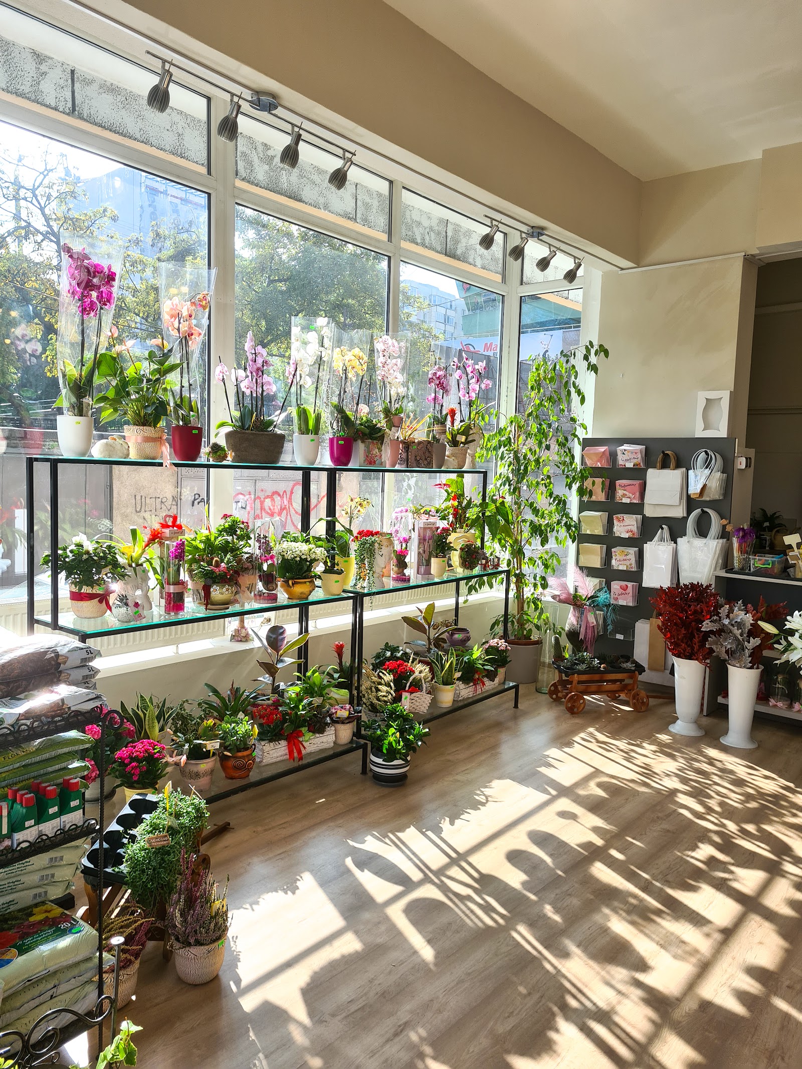 Florarie Cluj Dana