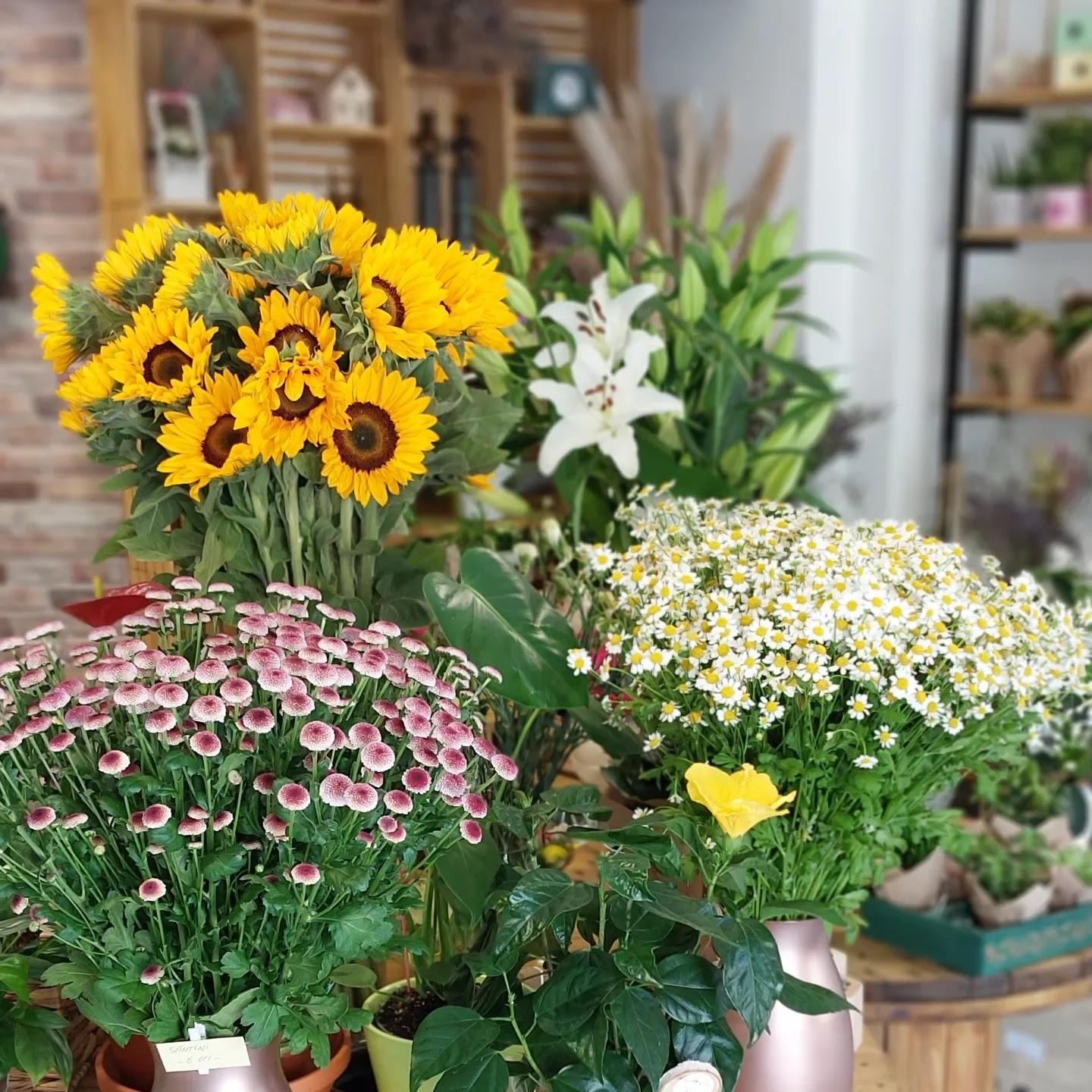 Floraria Aliz