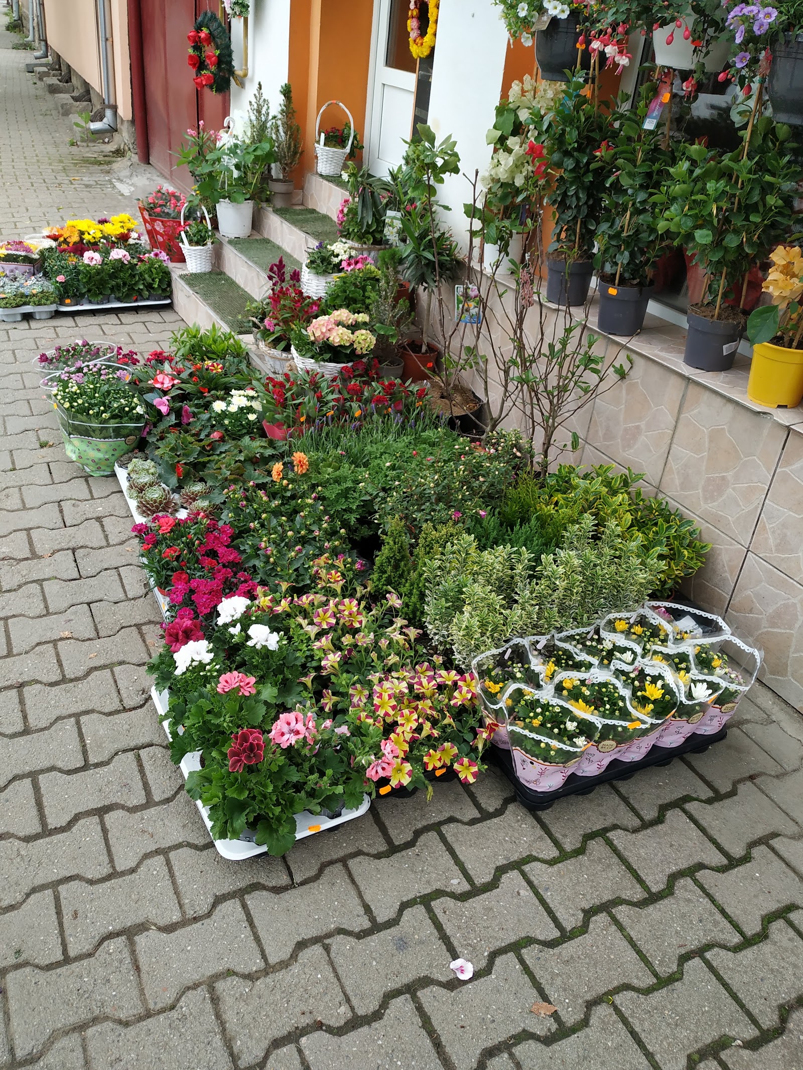Florăria Zelike