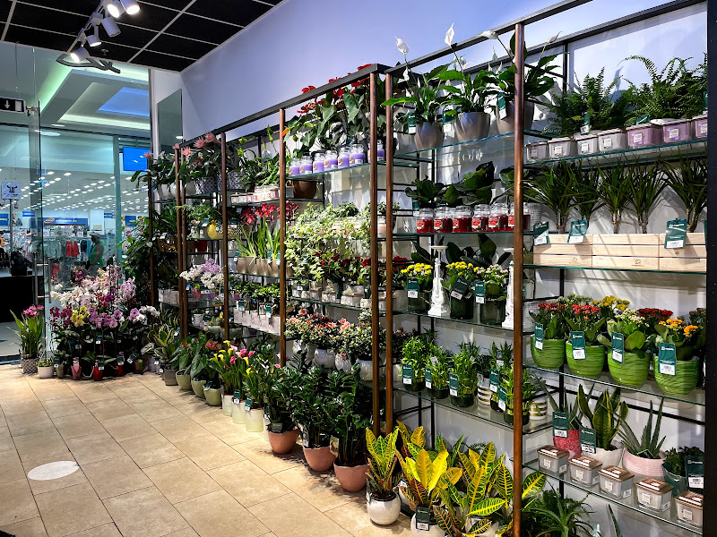 Florăria Magnolia Timișoara (Shopping City)