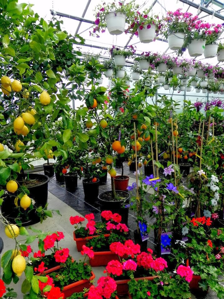 Magic Garden Tecuci