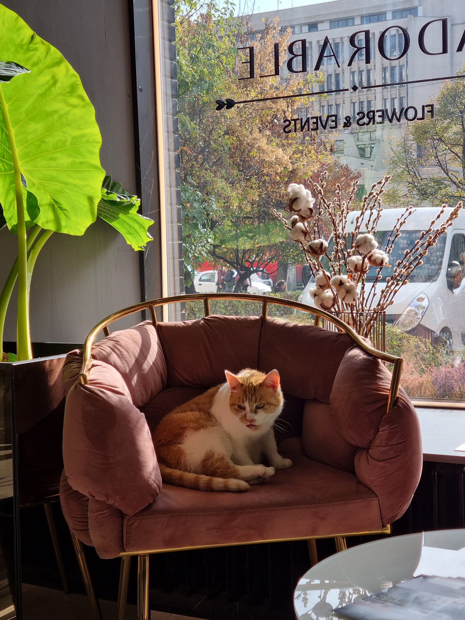 Adorable Flowers&Events