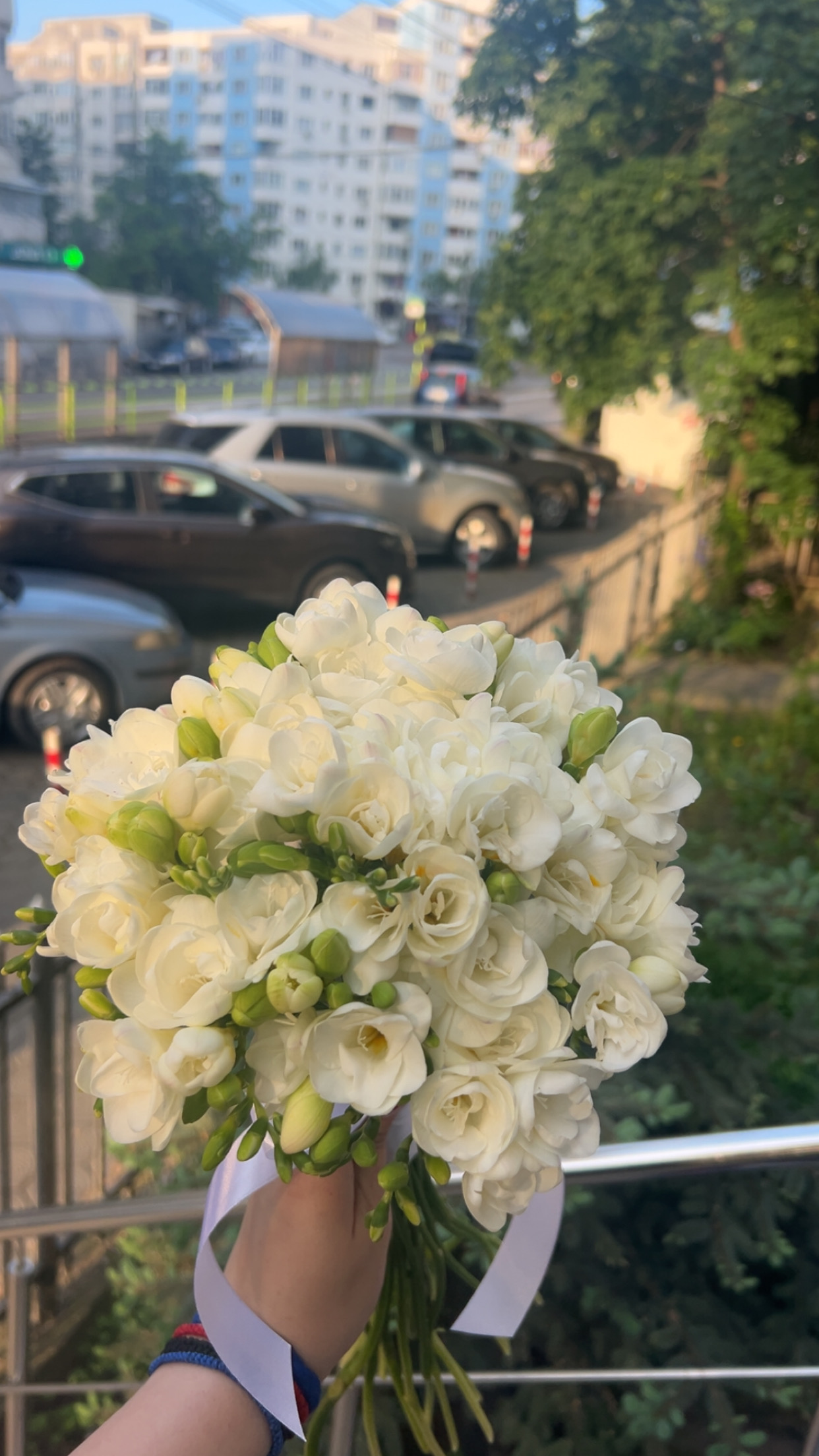 Floraria Elenor Iasi