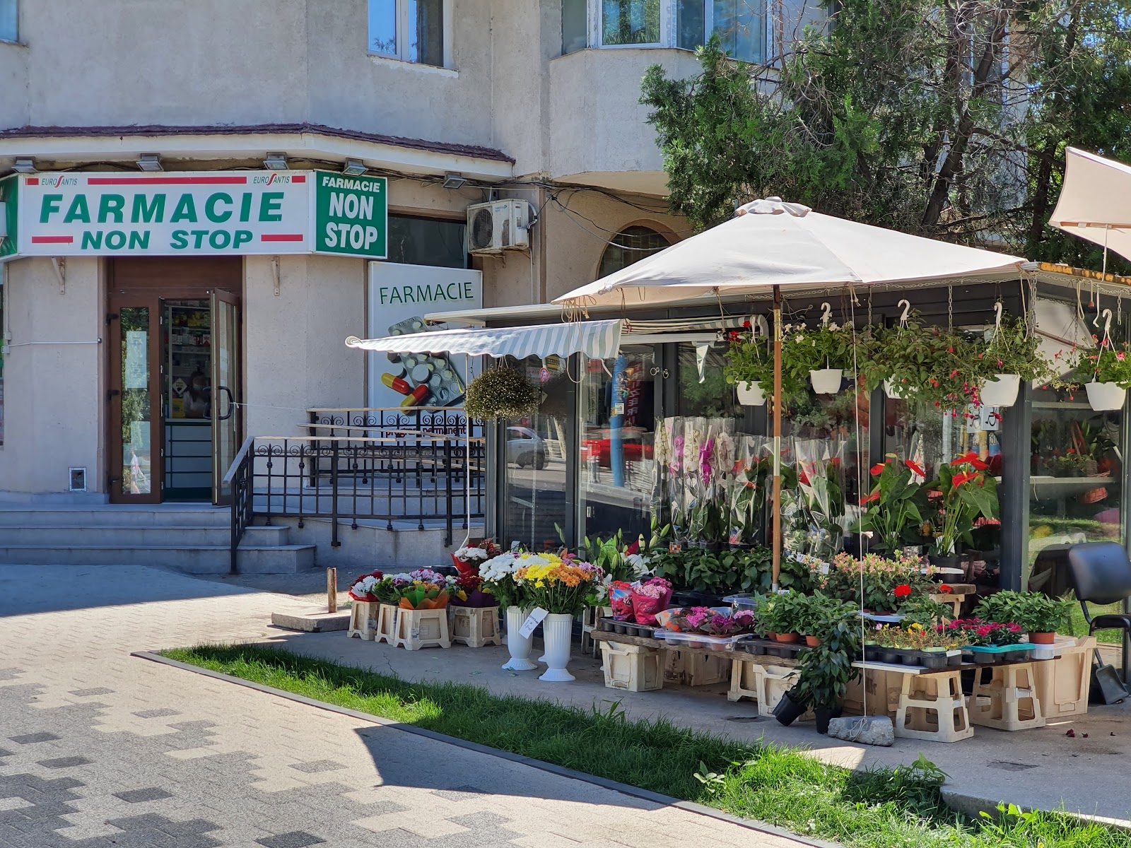 Floraria Maya Constanța
