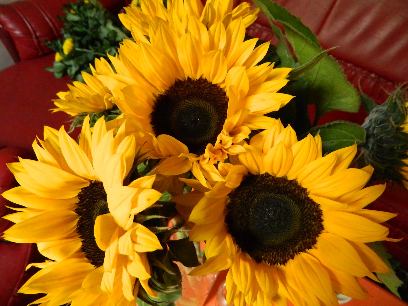 Floraria Sunflower