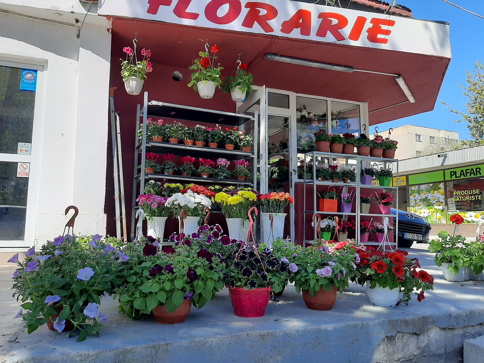 Florărie Ranya flowers