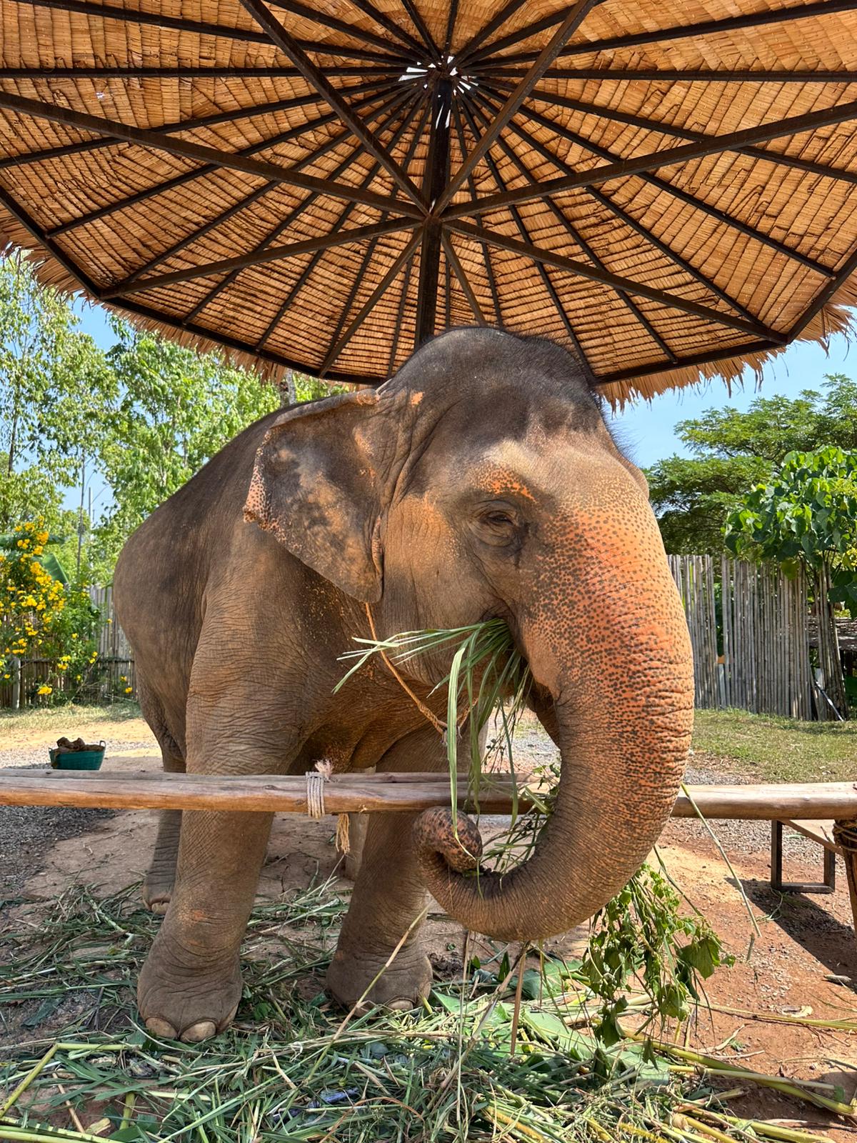 Ale Travel