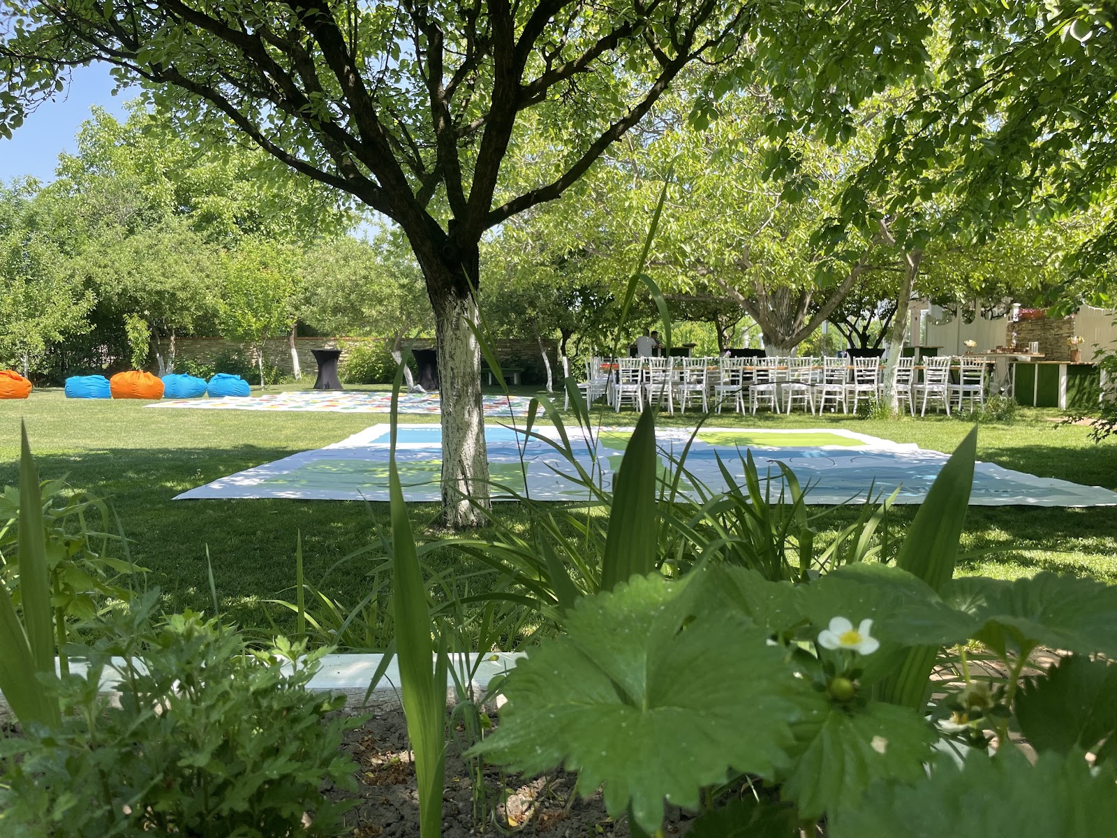 The Backyard