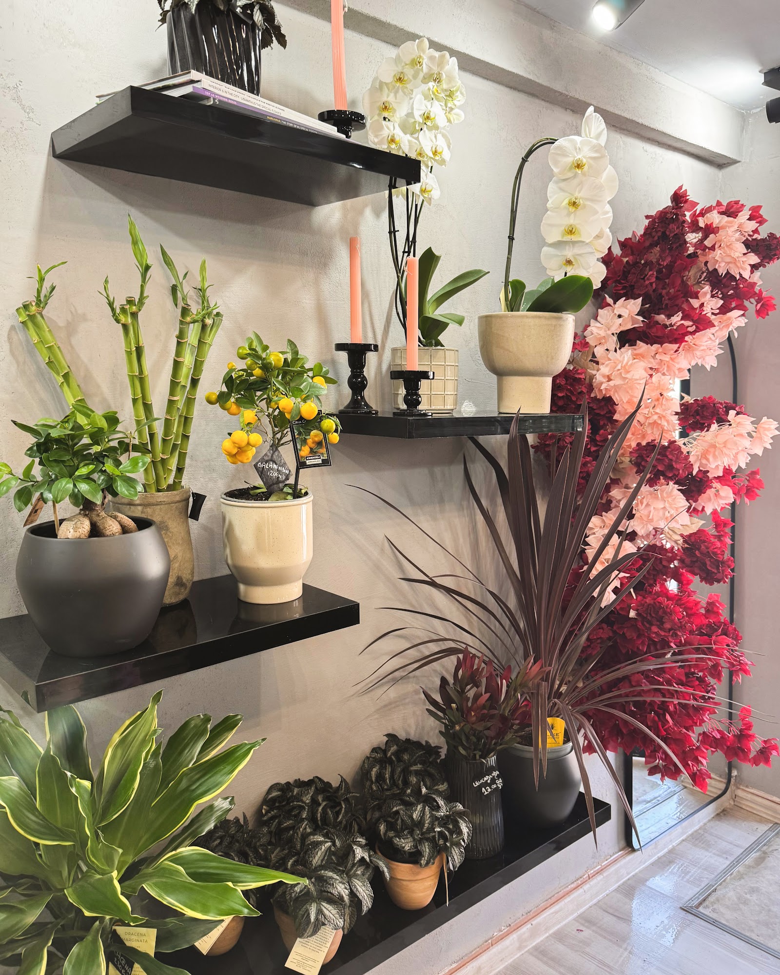 California Flowers - Livrare flori Brasov
