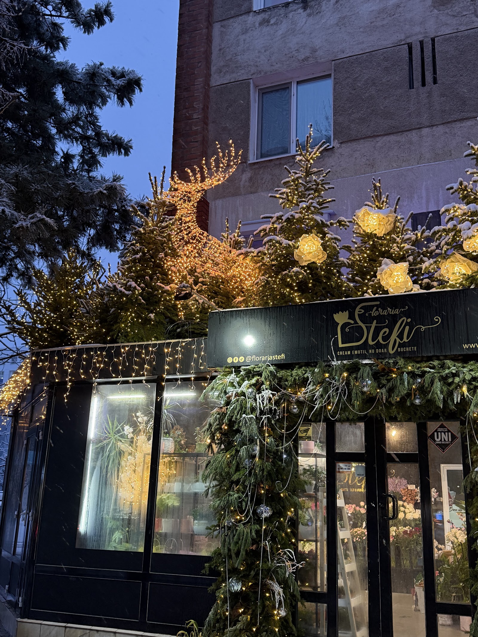 Floraria Stefi - flori, buchete & coroane funerare Galati