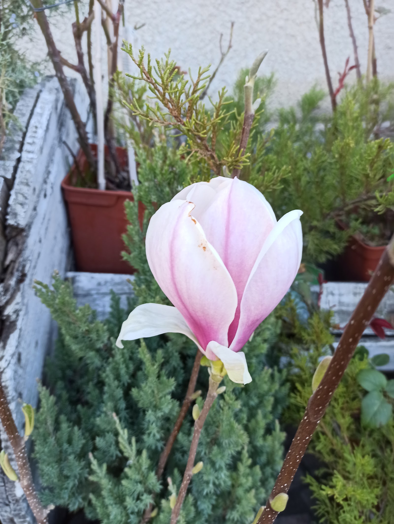 Carmy Art Florarie Oradea. Aranjamente, Flori, Buchete Flori, Livrare Flori Oradea. Buchete Mireasa, Trandafiri Criogenati