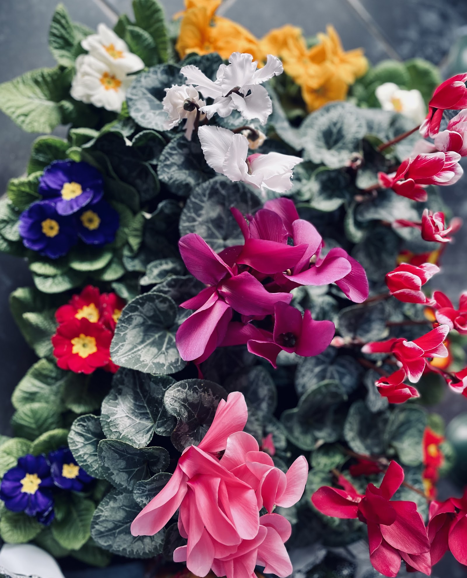 Florăria Gloxinia