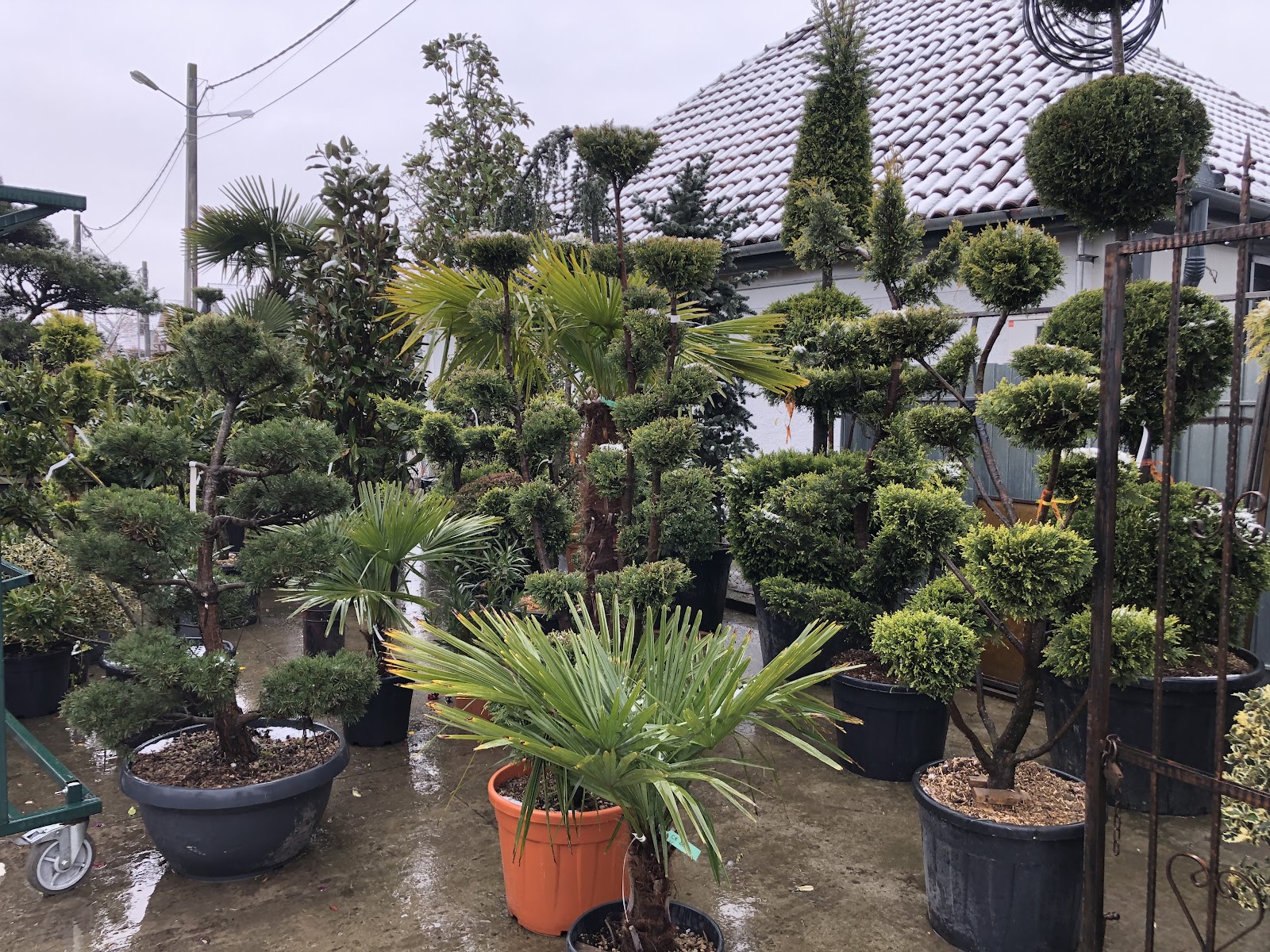Giardini e Fiori Biharia
