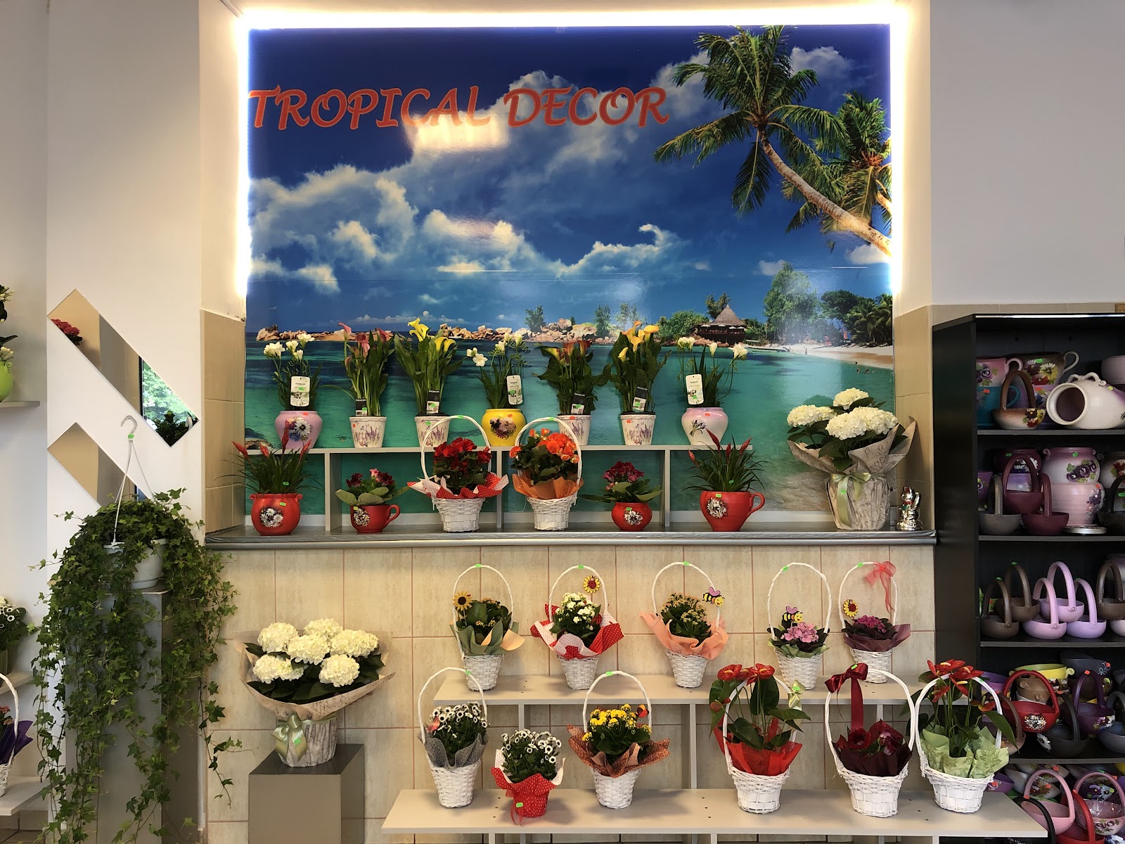Floraria Tropical Decor