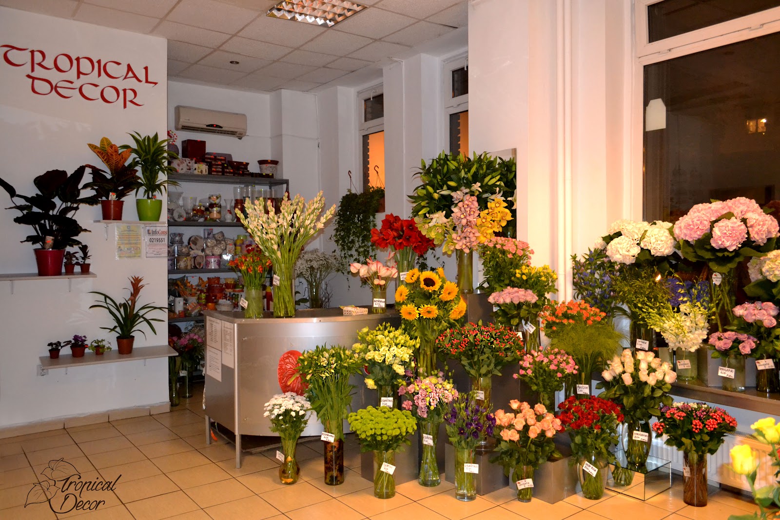 Floraria Tropical Decor