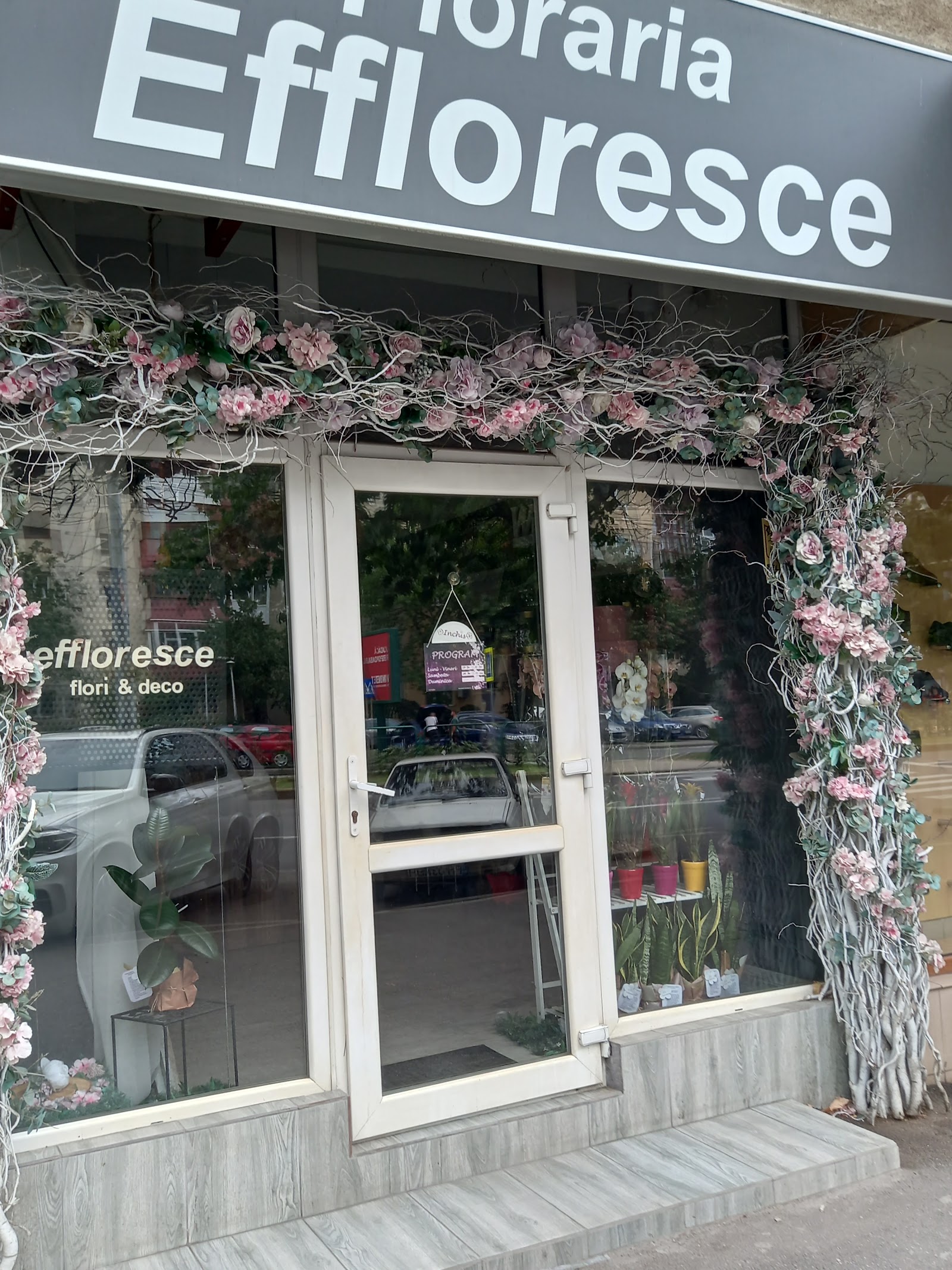 Floraria Effloresce