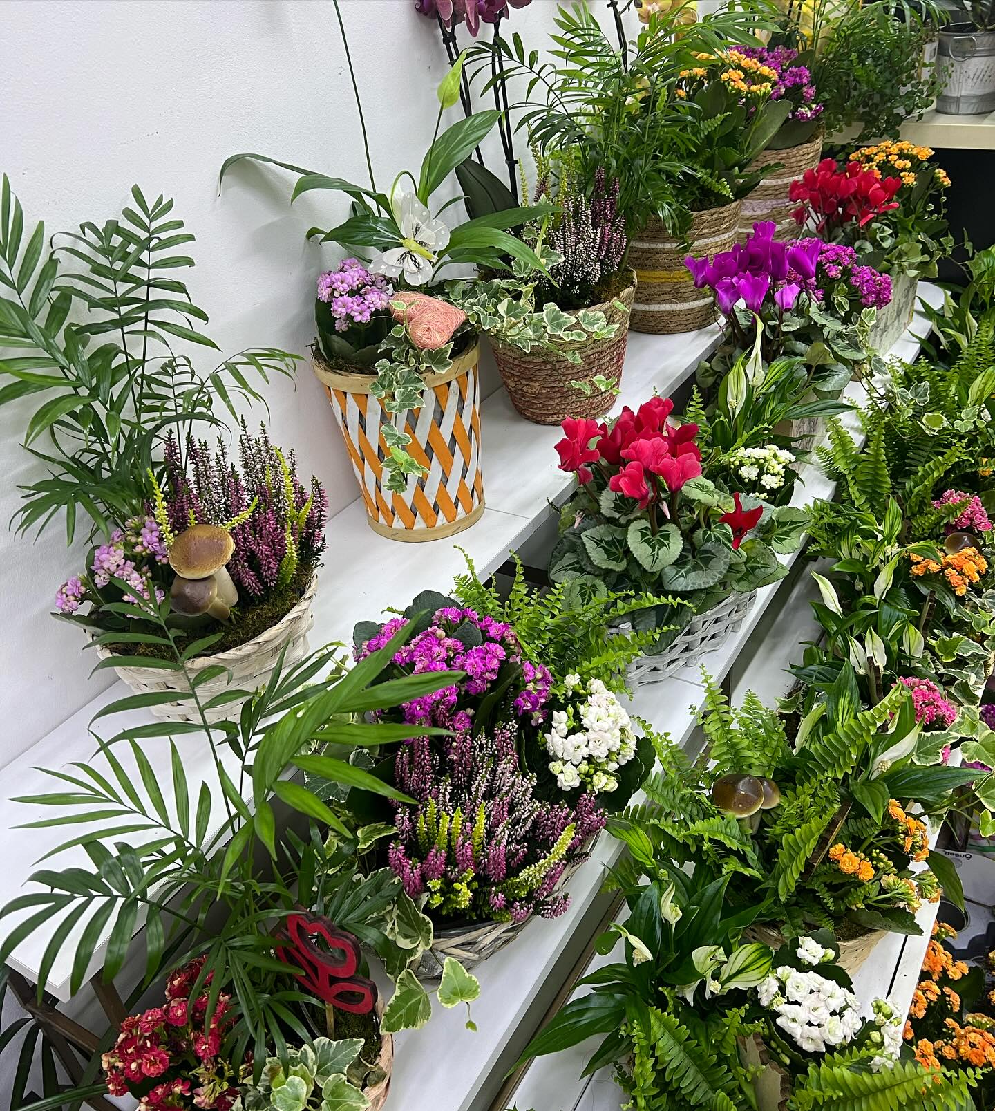 Day Flowers