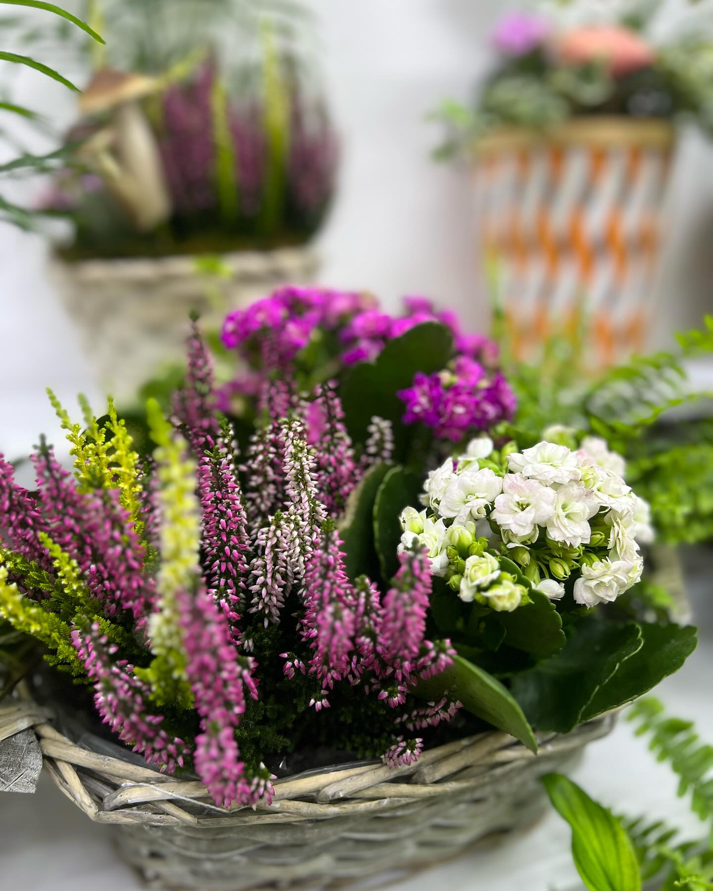 Day Flowers