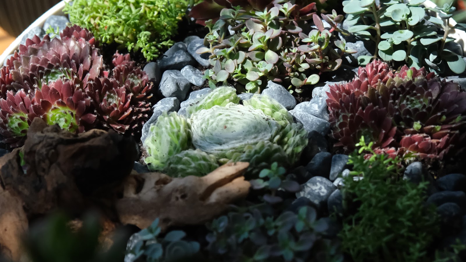 Roots - plants, flowers & decorations