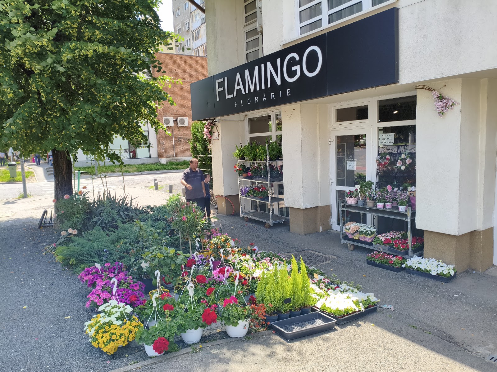 Florăria Flamingo Arad