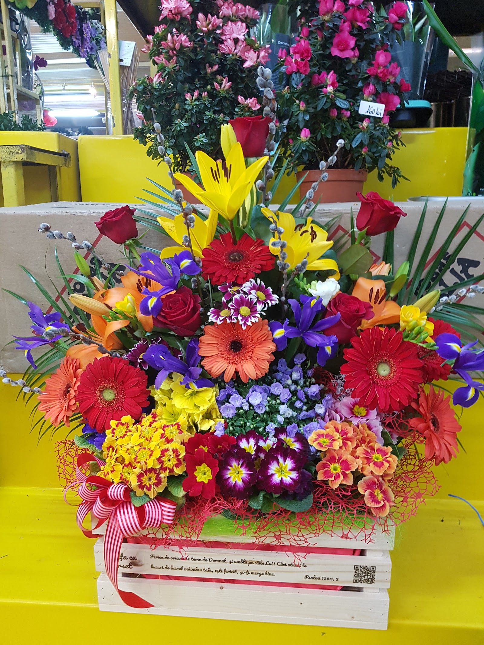 Floraria Vera