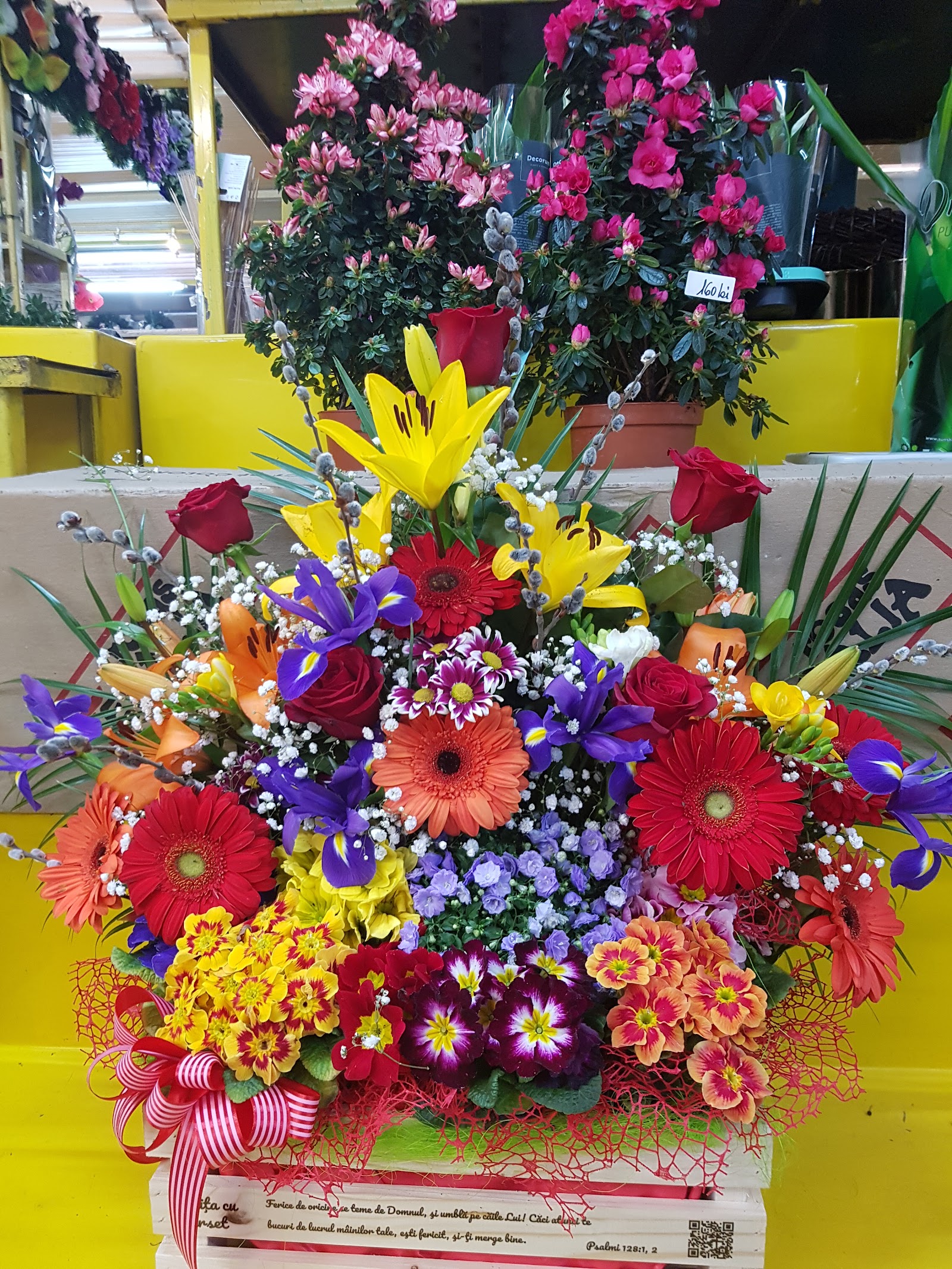Floraria Vera
