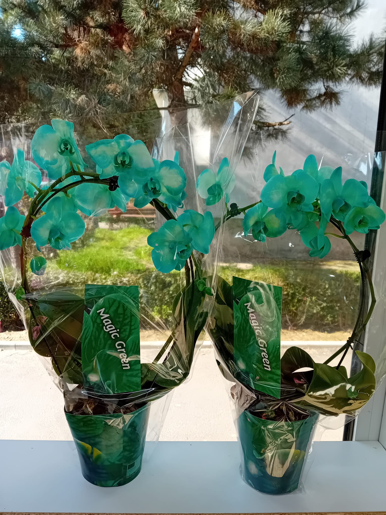 Magic Decor Flowers